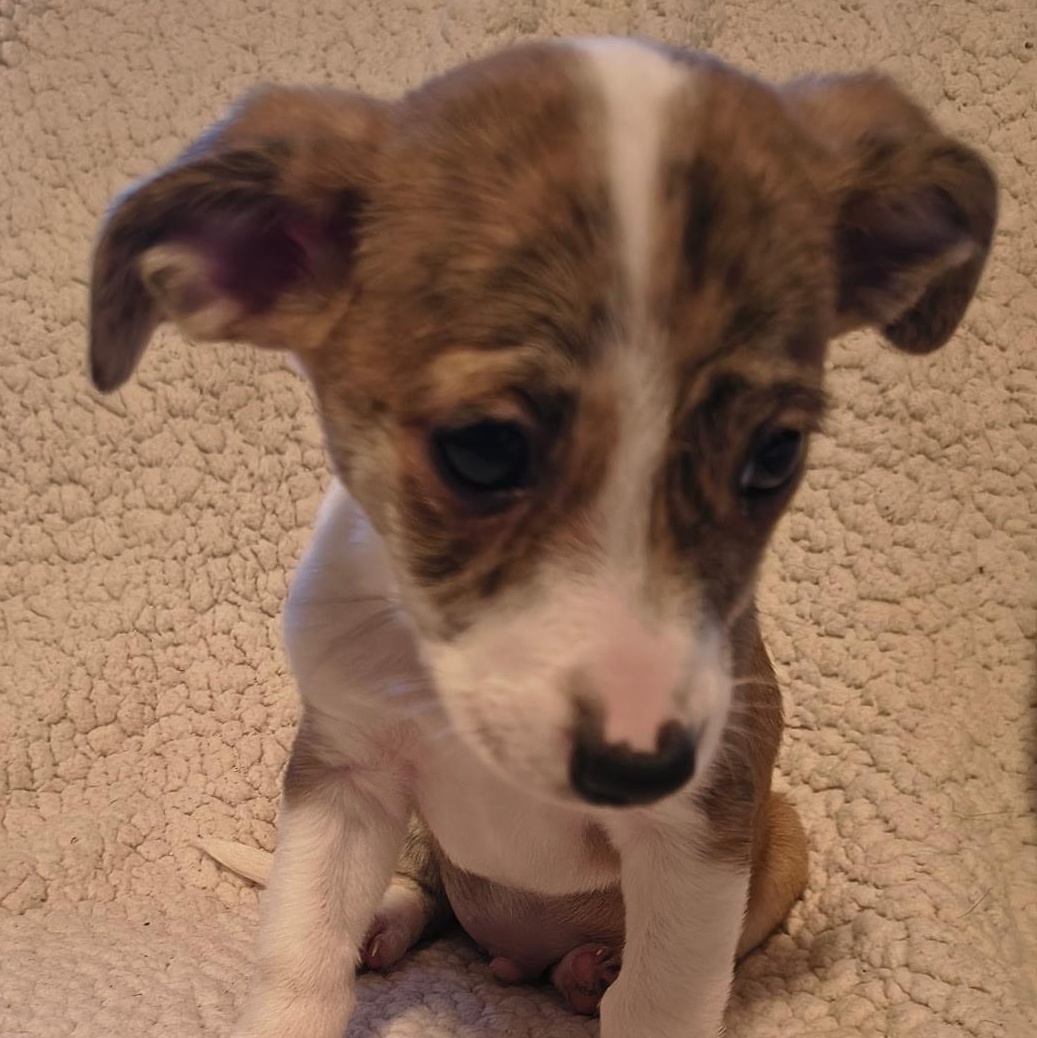 Enlarge Bo, a Adoptable mixed breed in Phoenix, AZ image 2/2