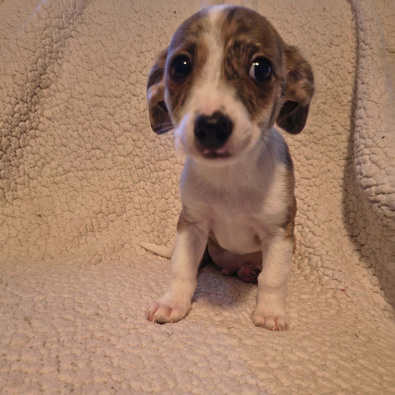 Bo, Adoptable, Puppy Male Chihuahua.