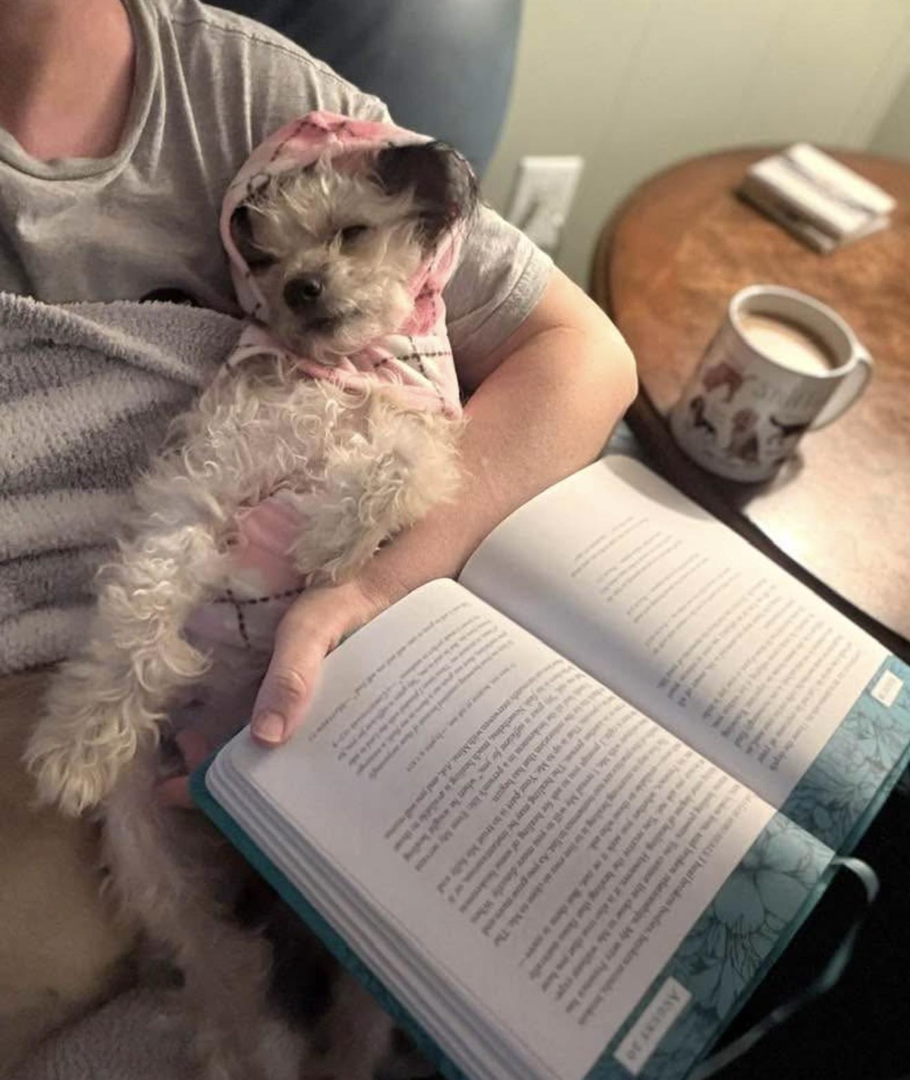 Enlarge Reba, an adoption pending mixed breed in Pluckemin, NJ image 5/6