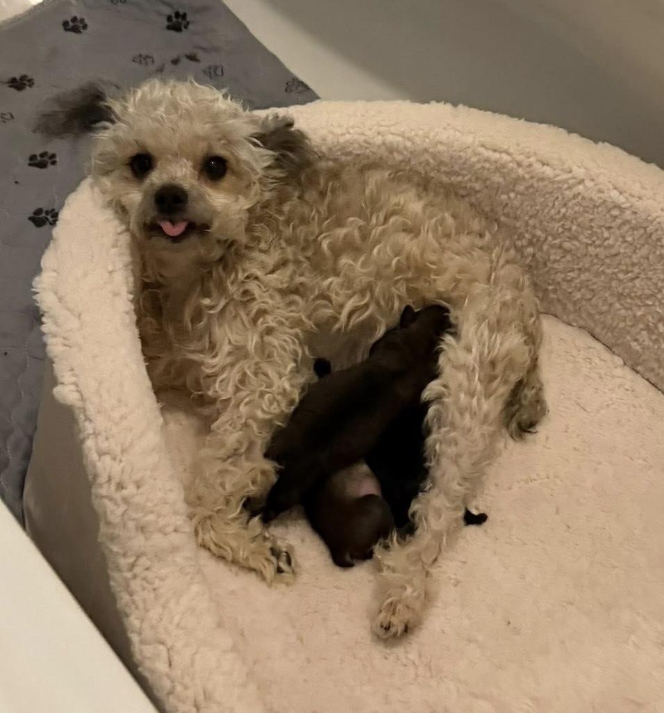 Enlarge Reba, an adoption pending mixed breed in Pluckemin, NJ image 6/6