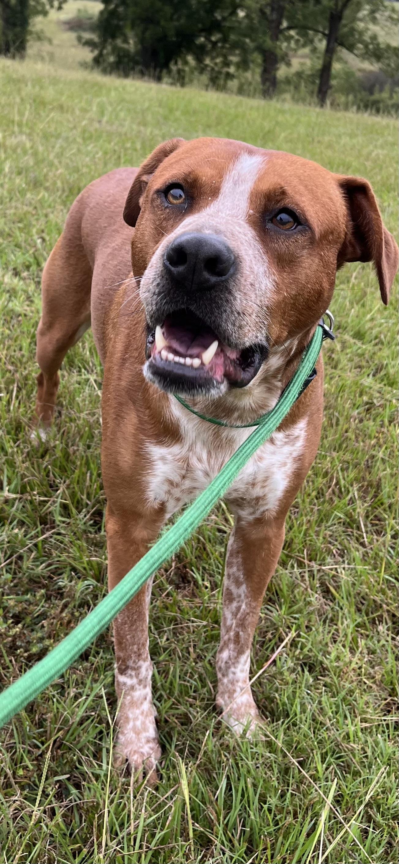 Copper, Adoptable, Adult Male Coonhound.