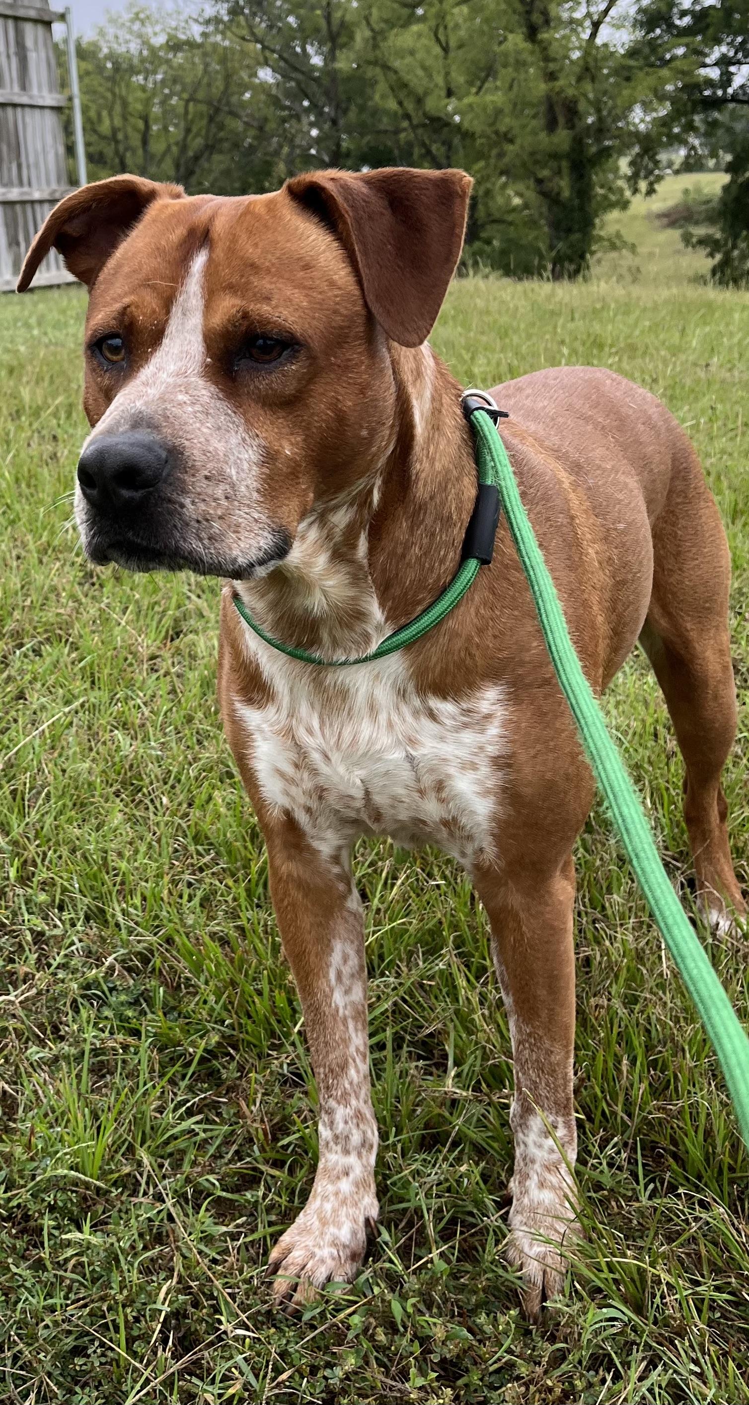 Enlarge Copper, a Adoptable Coonhound in Centerton, AR image 2/3