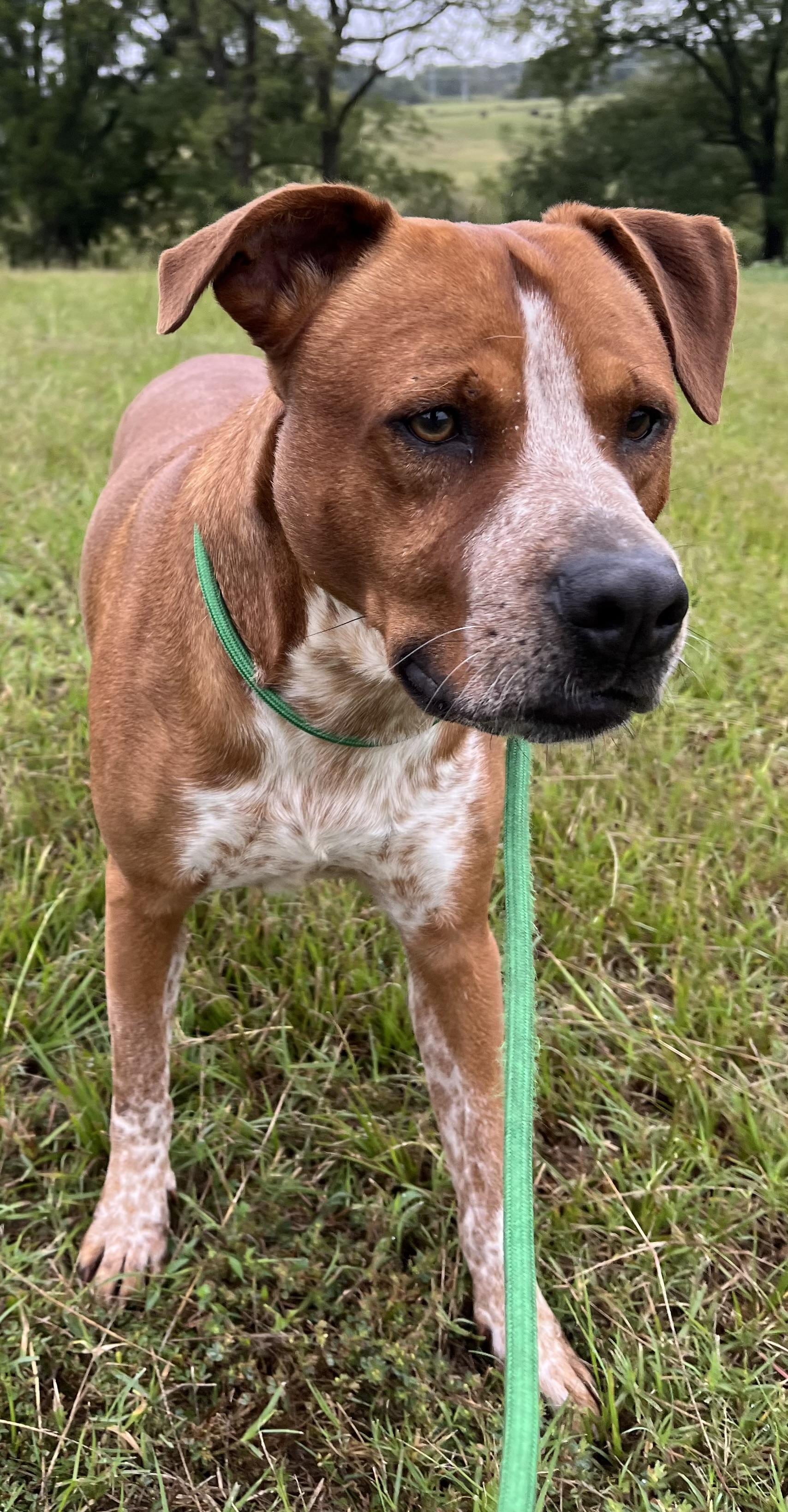 Enlarge Copper, a Adoptable Coonhound in Centerton, AR image 3/3