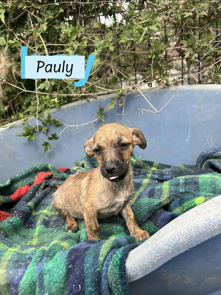 Pauly (Paige's Litter) — thumbnail 2