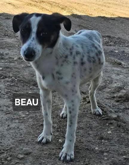 Enlarge Beau, a ADOPTABLE mixed breed in Windom, MN image 1/1