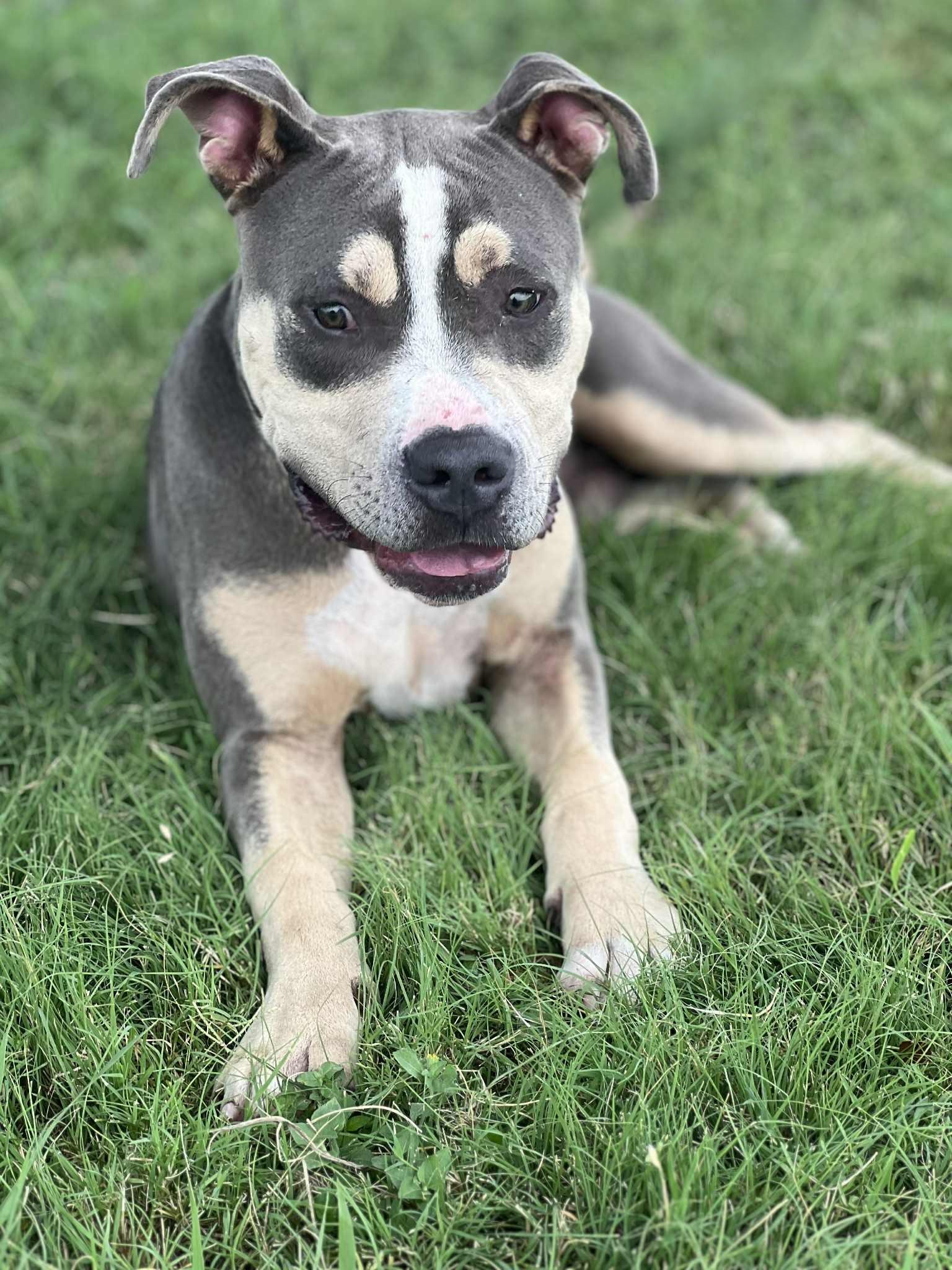 Boomerang, adoptable, Adult Male American Staffordshire Terrier.