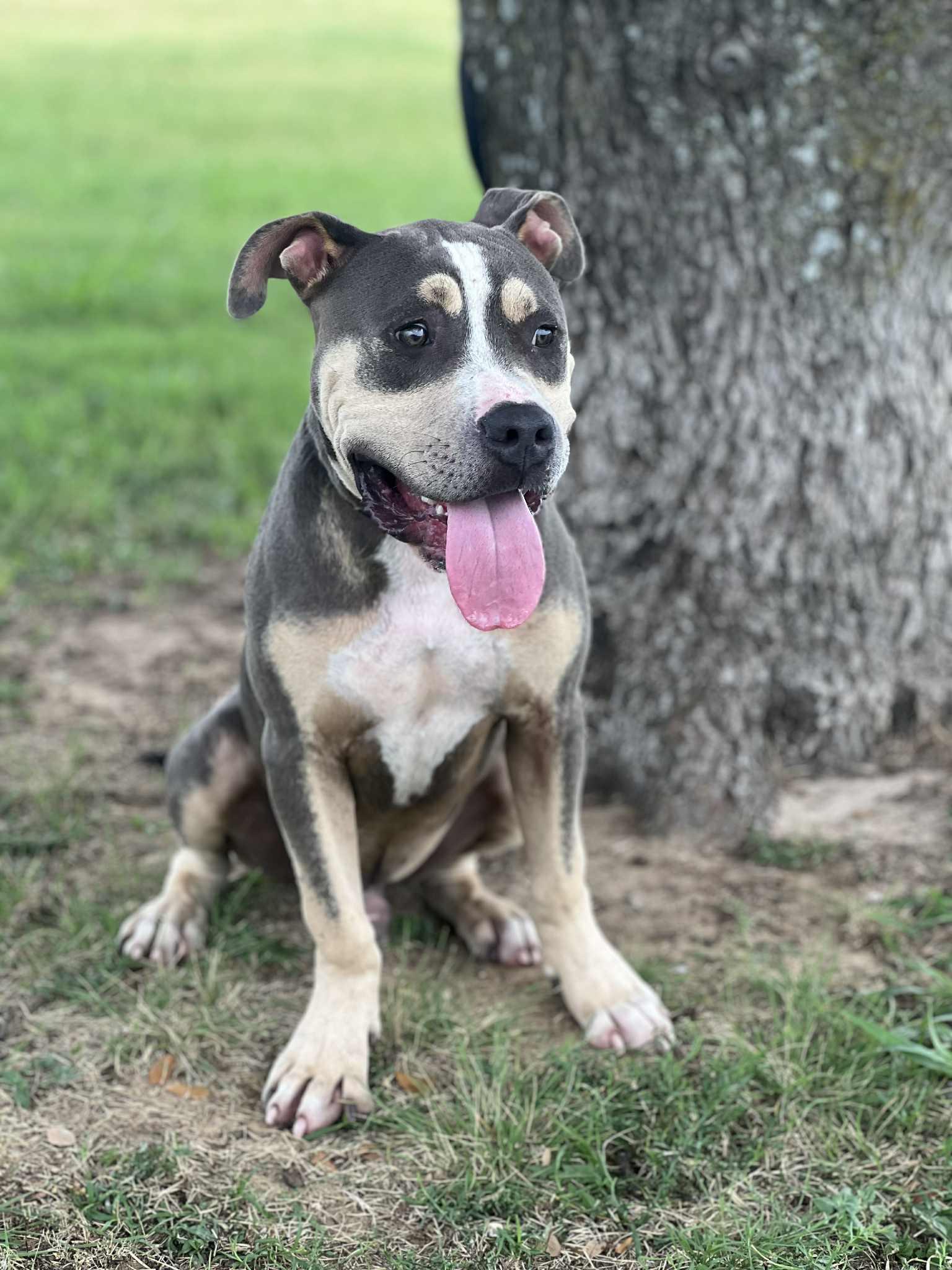 Enlarge Boomerang, an adoptable mixed breed in Cleburne, TX image 3/4