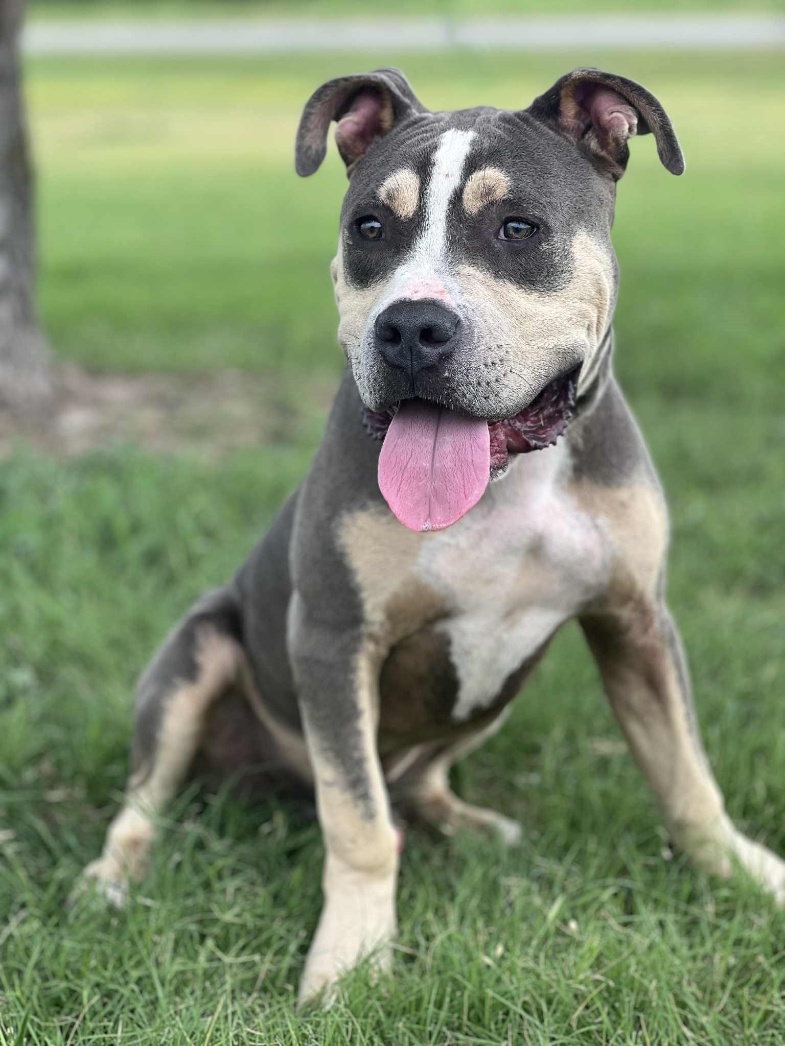 Enlarge Boomerang, an adoptable mixed breed in Cleburne, TX image 4/4