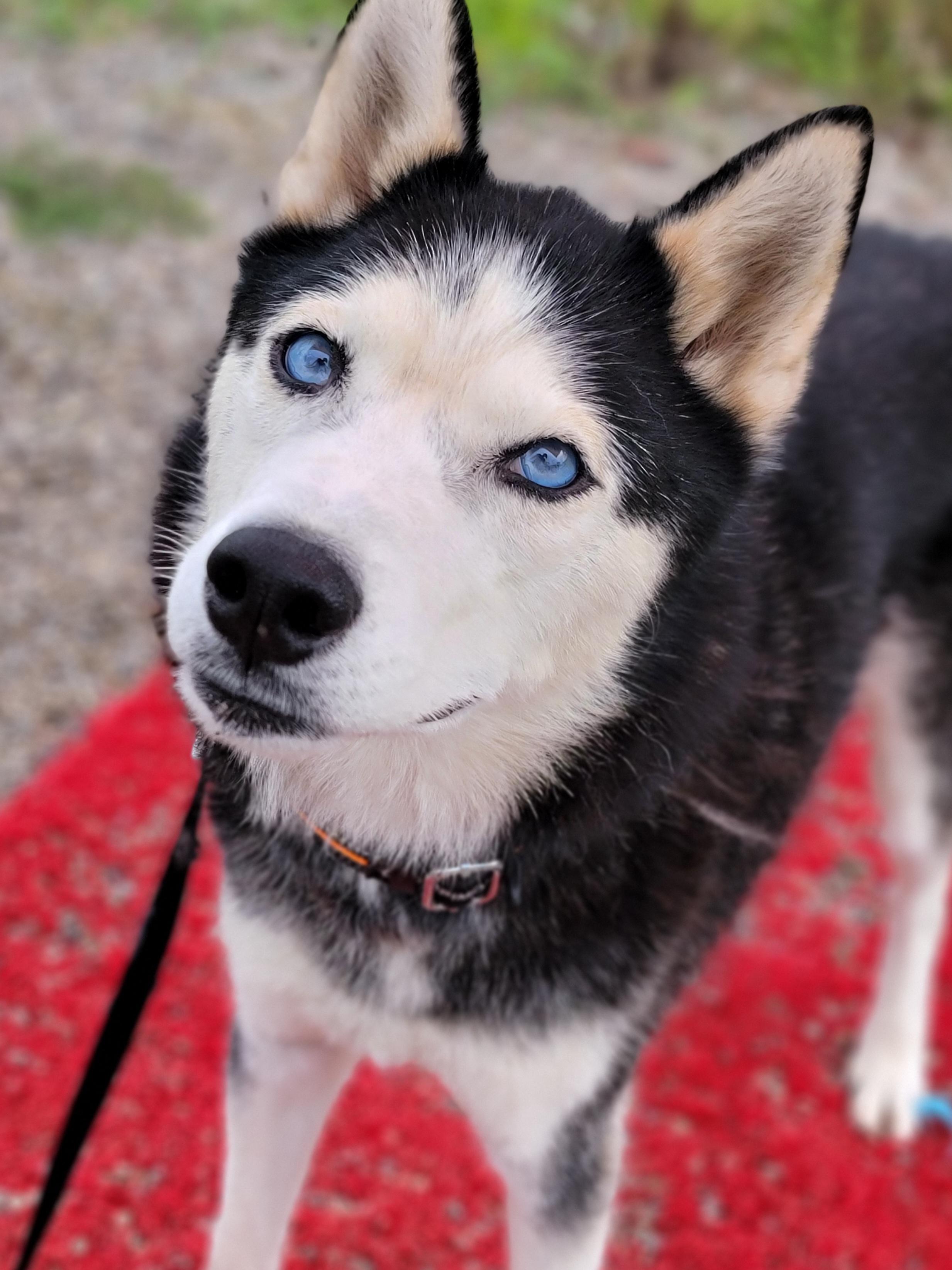 Ryder, ADOPTABLE, Adult Male Husky.