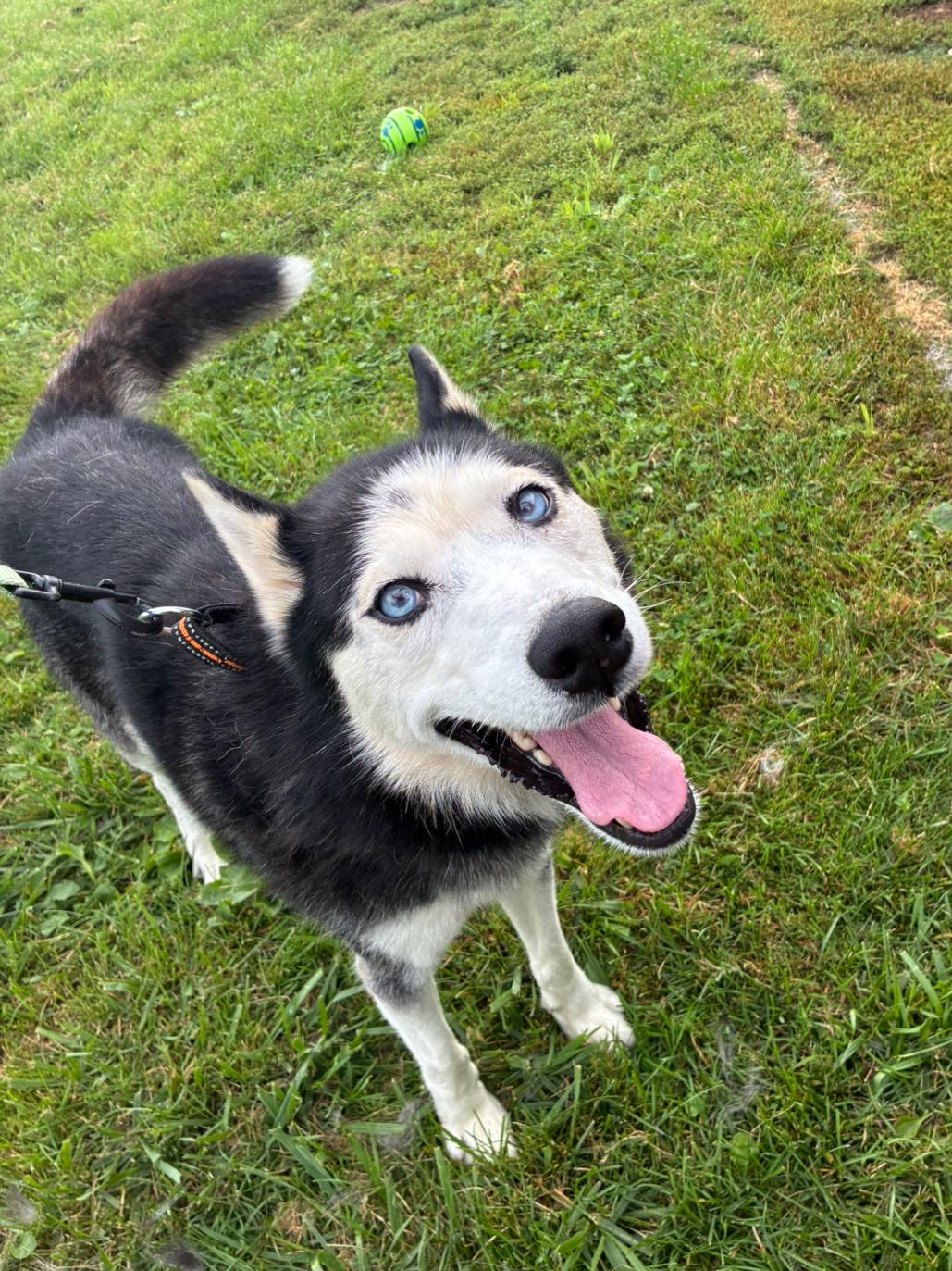 Enlarge Ryder, a ADOPTABLE Husky in Hornell, NY image 2/2