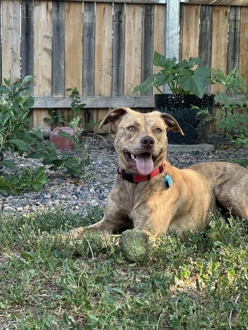 Tiger Tot, Adoptable, Young Male Pit Bull Terrier.