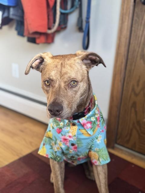 Tiger Tot, a Adoptable mixed breed in Denver, CO image 3/6