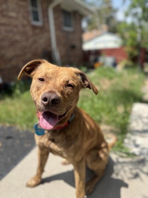 Tiger Tot, a Adoptable mixed breed in Denver, CO image 4/6