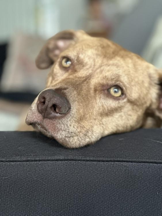 Tiger Tot, a Adoptable mixed breed in Denver, CO image 5/6