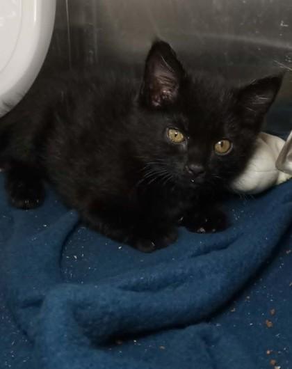Enlarge Spirit, a Adoptable mixed breed in Waupaca, WI image 1/1