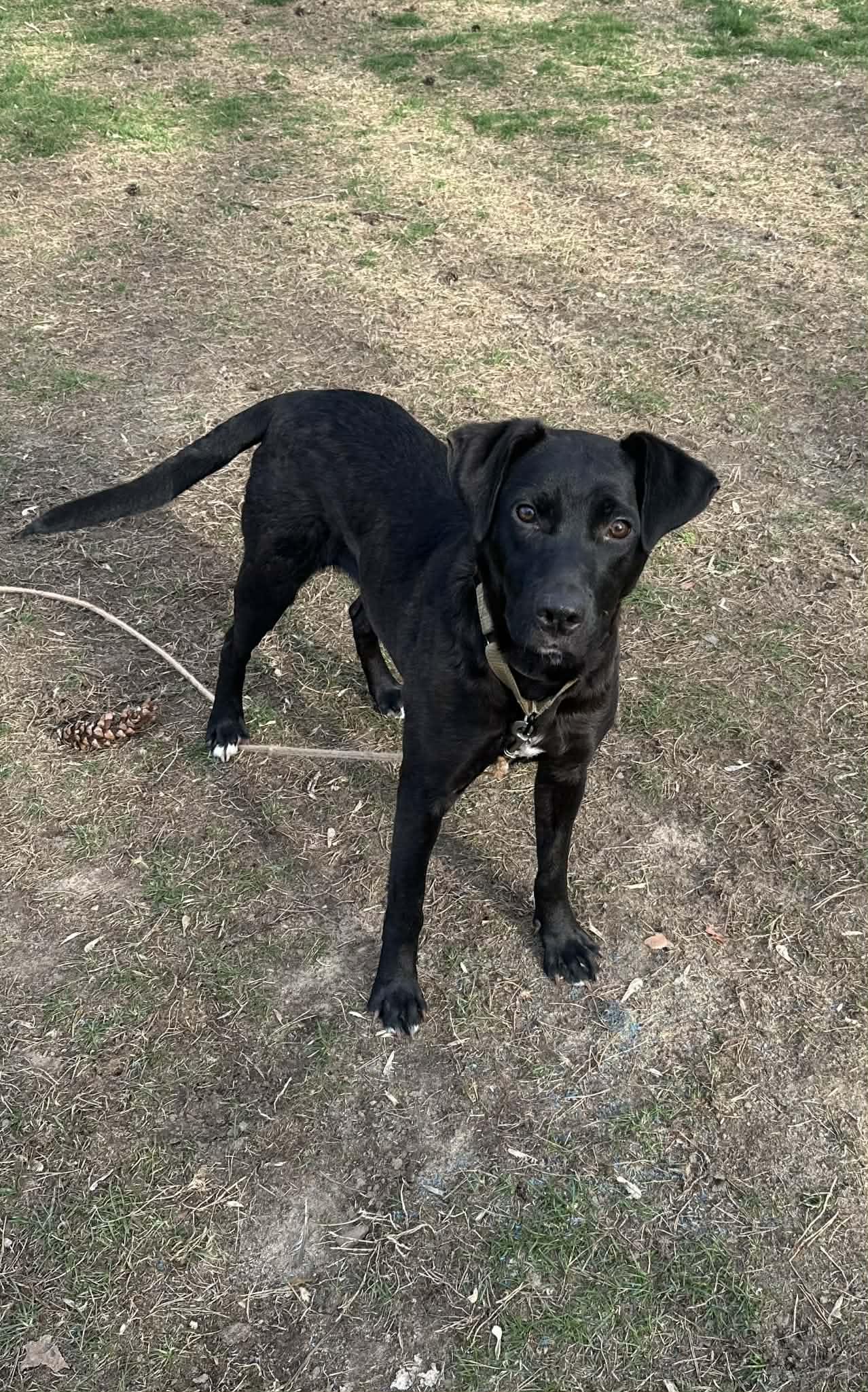 Hadie, a ADOPTABLE mixed breed in Grand Rapids, MI image 1/4
