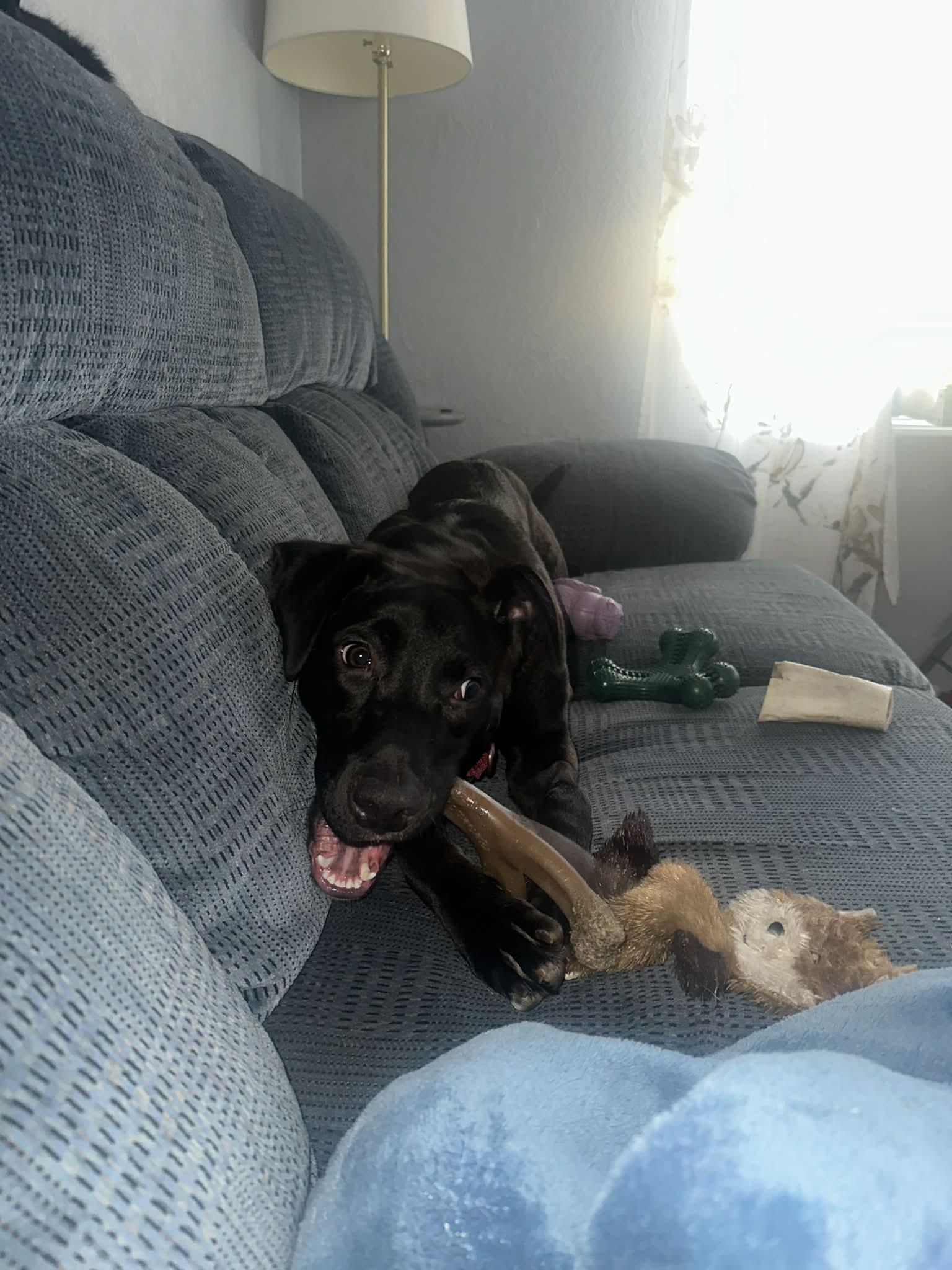 Enlarge Hadie, a ADOPTABLE mixed breed in Grand Rapids, MI image 2/3