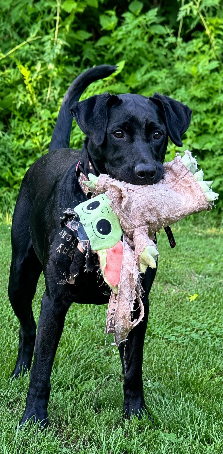 Enlarge Hadie, a ADOPTABLE mixed breed in Grand Rapids, MI image 2/3