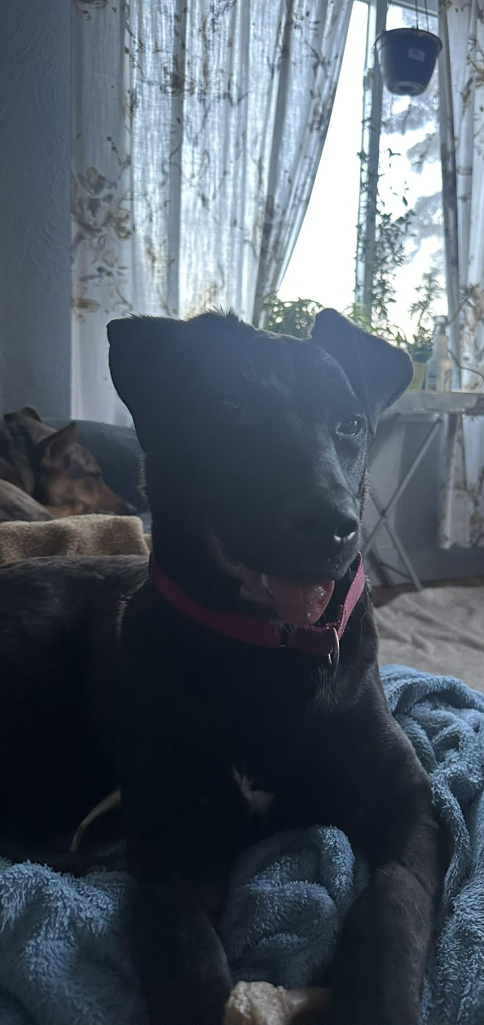 Enlarge Hadie, a ADOPTABLE mixed breed in Grand Rapids, MI image 3/3