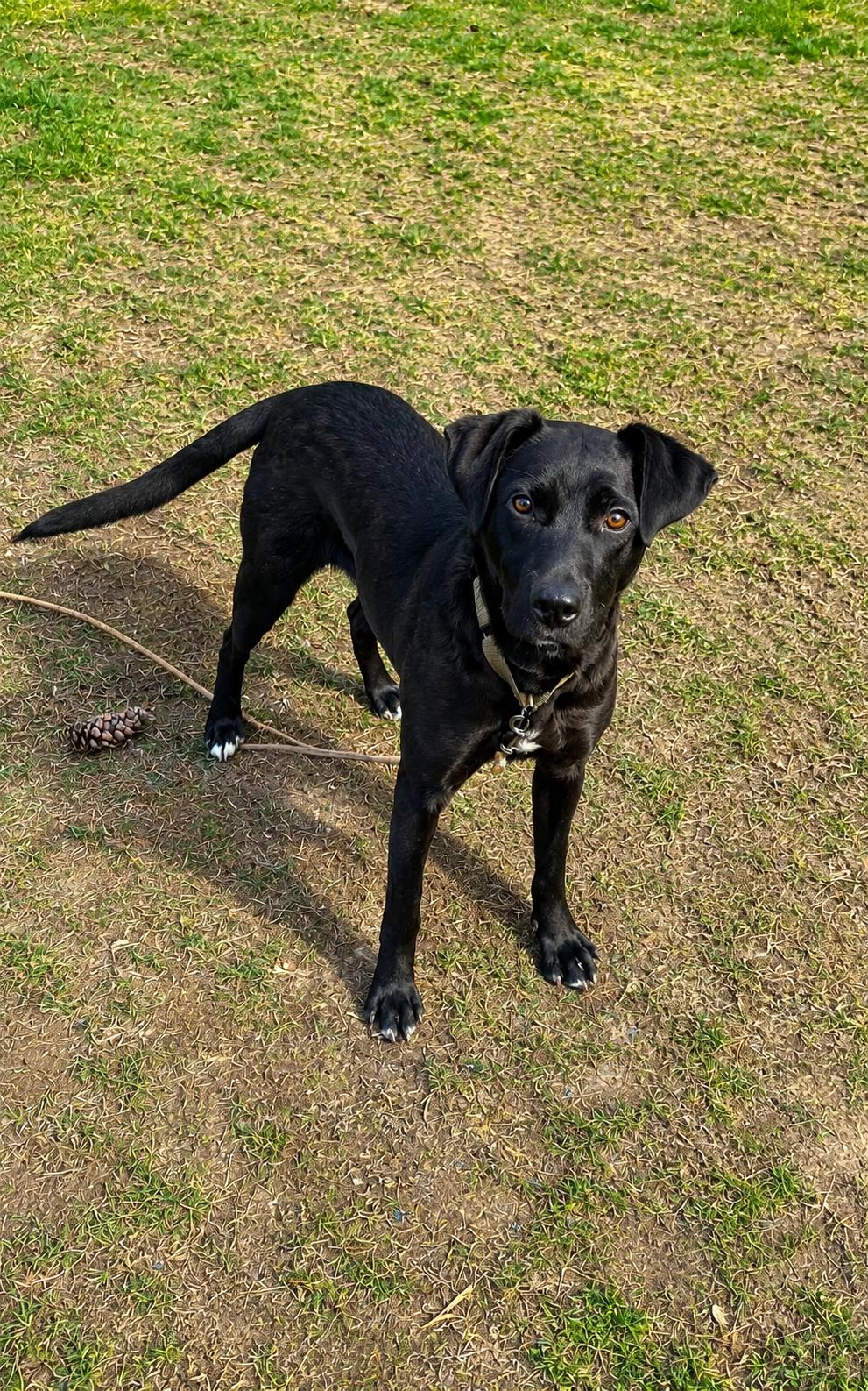 Enlarge Hadie, a ADOPTABLE mixed breed in Grand Rapids, MI image 3/3