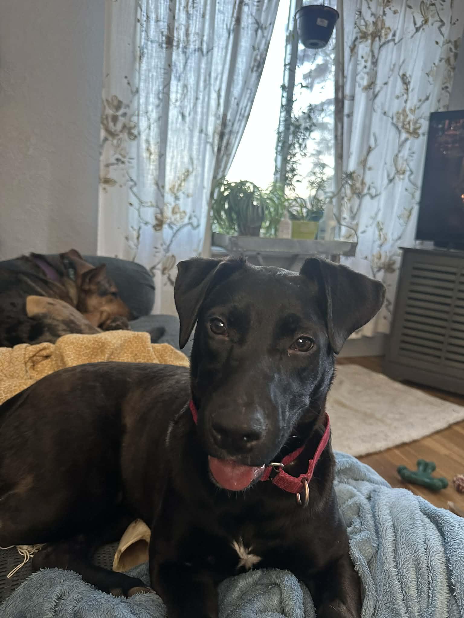 Enlarge Hadie, a ADOPTABLE mixed breed in Grand Rapids, MI image 1/3