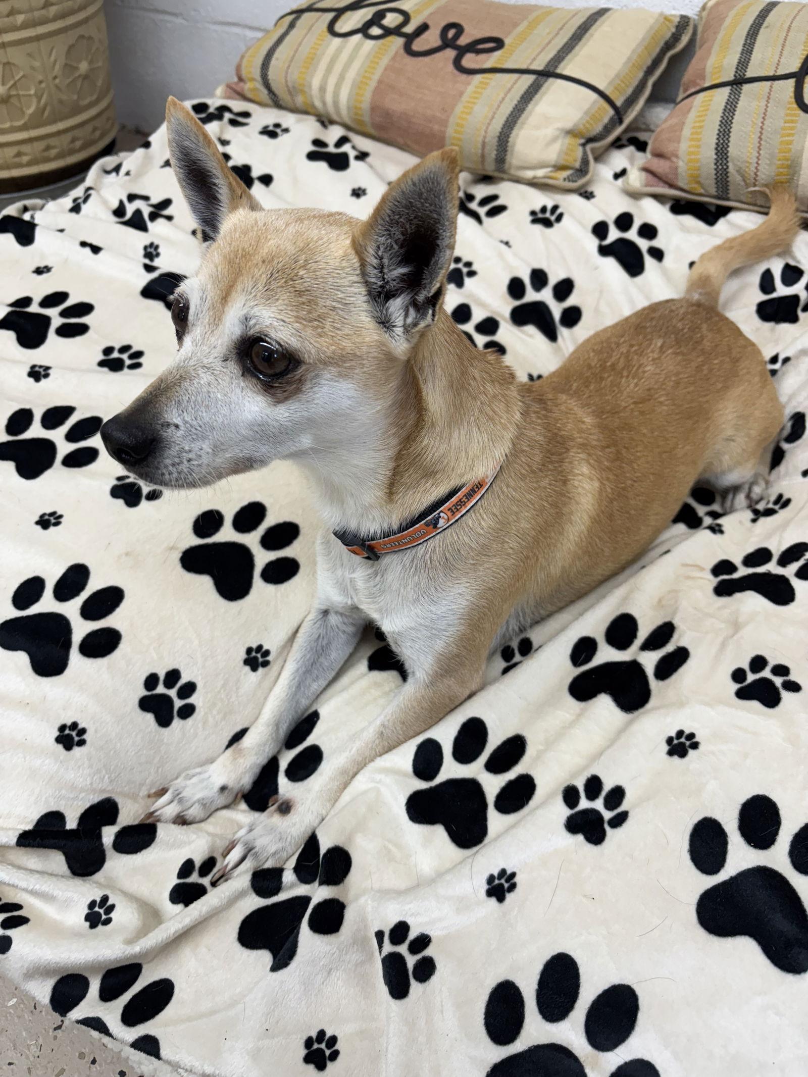 Enlarge Rubie, a Adoptable mixed breed in York, SC image 1/3