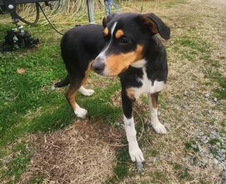 Lola, a ADOPTABLE mixed breed in Manhasset, NY image 4/6