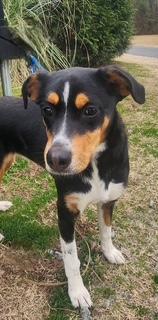 Lola, a ADOPTABLE mixed breed in Manhasset, NY image 3/6