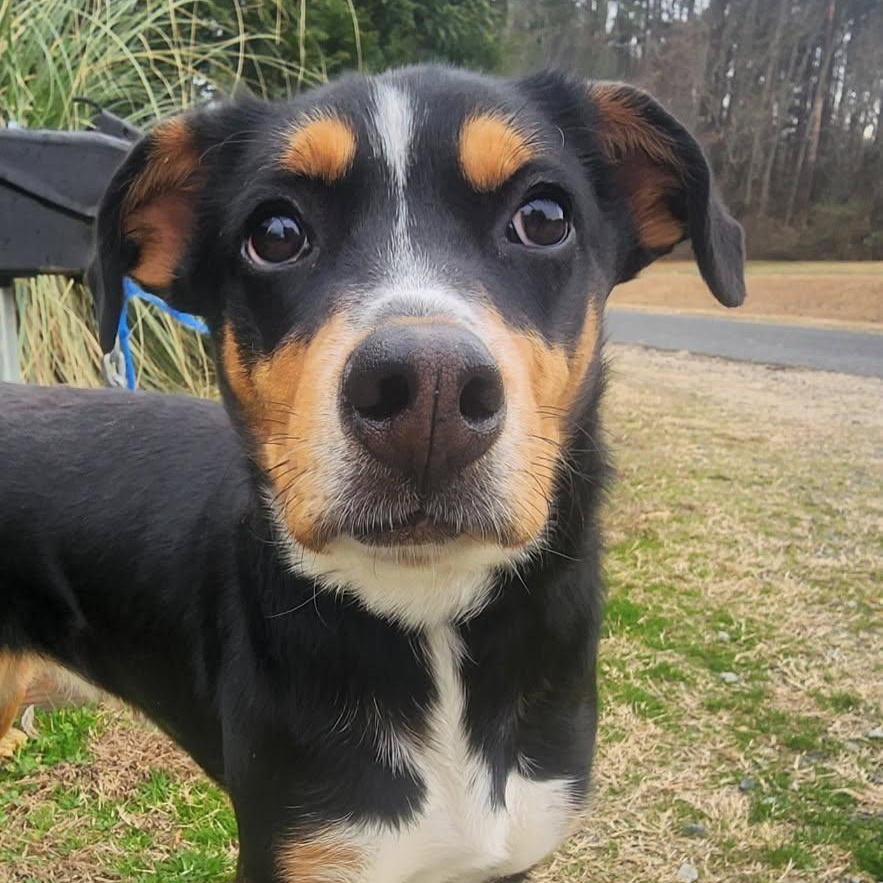 Lola, a ADOPTABLE mixed breed in Manhasset, NY image 5/6