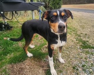 Lola, a ADOPTABLE mixed breed in Manhasset, NY image 1/6