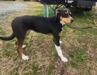 Lola, a ADOPTABLE mixed breed in Manhasset, NY image 6/6