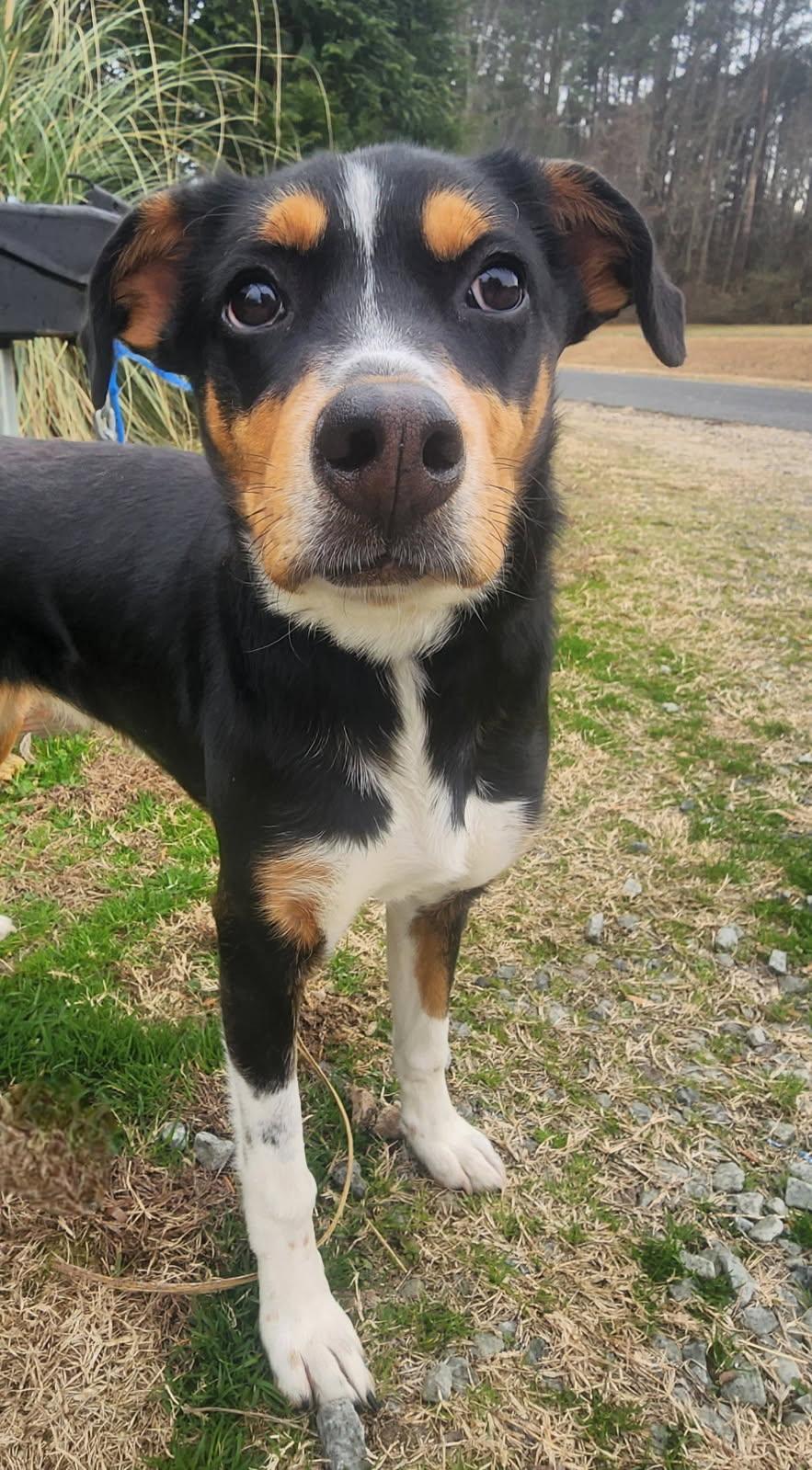 Lola, a ADOPTABLE mixed breed in Manhasset, NY image 2/6