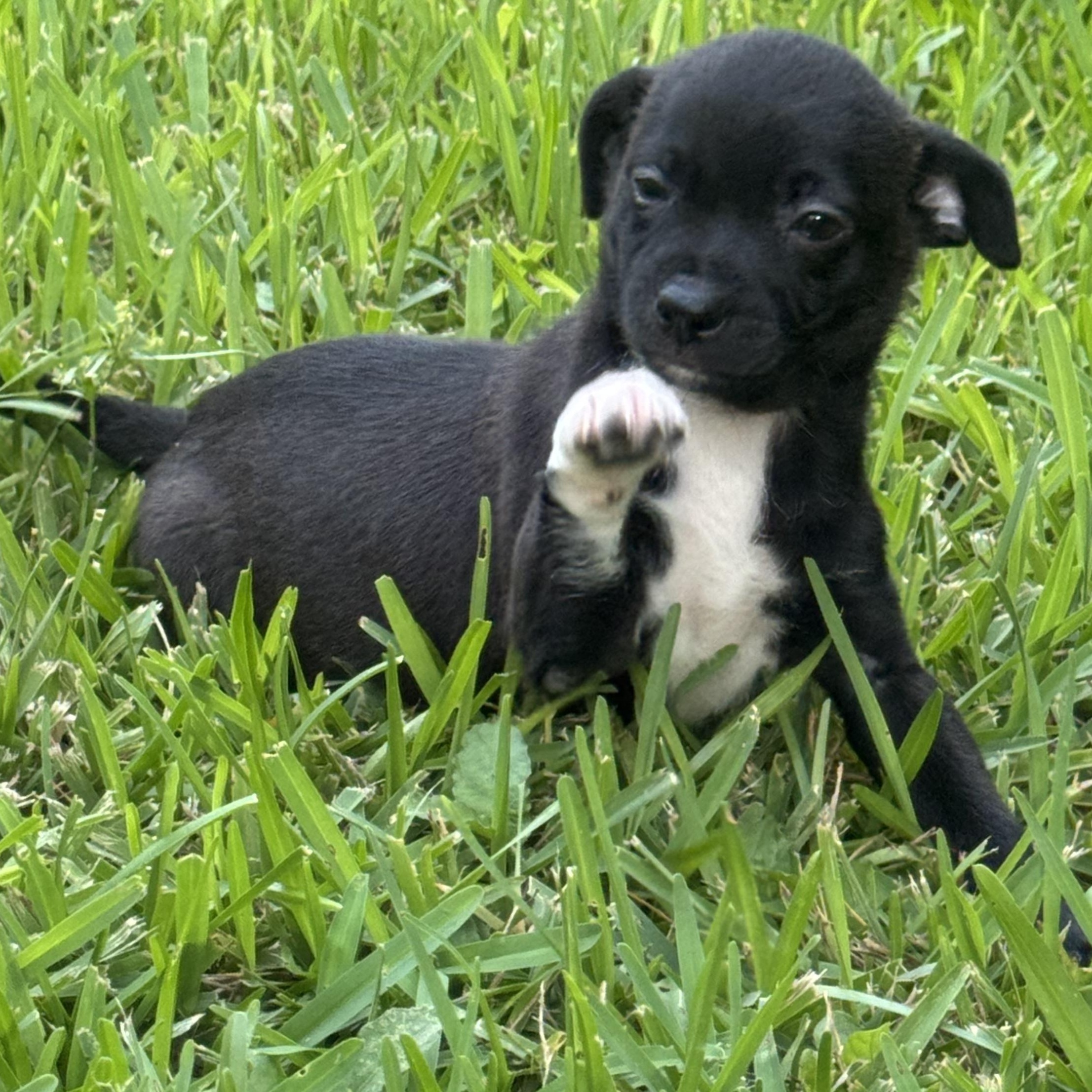 Enlarge Kevin Up, an adoptable mixed breed in Tallahassee, FL image 2/3