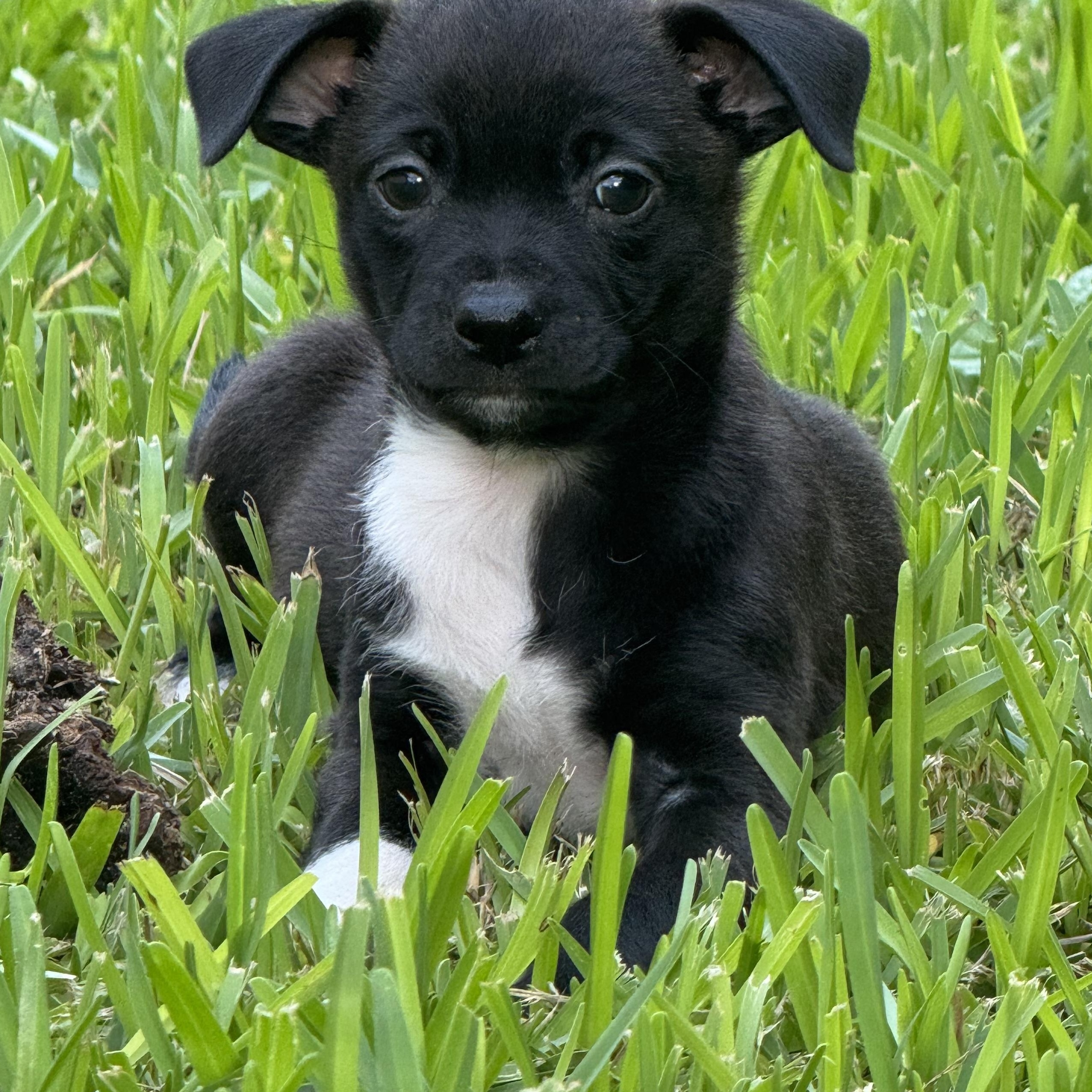 Kevin Up, adoptable, Puppy Male Chihuahua.
