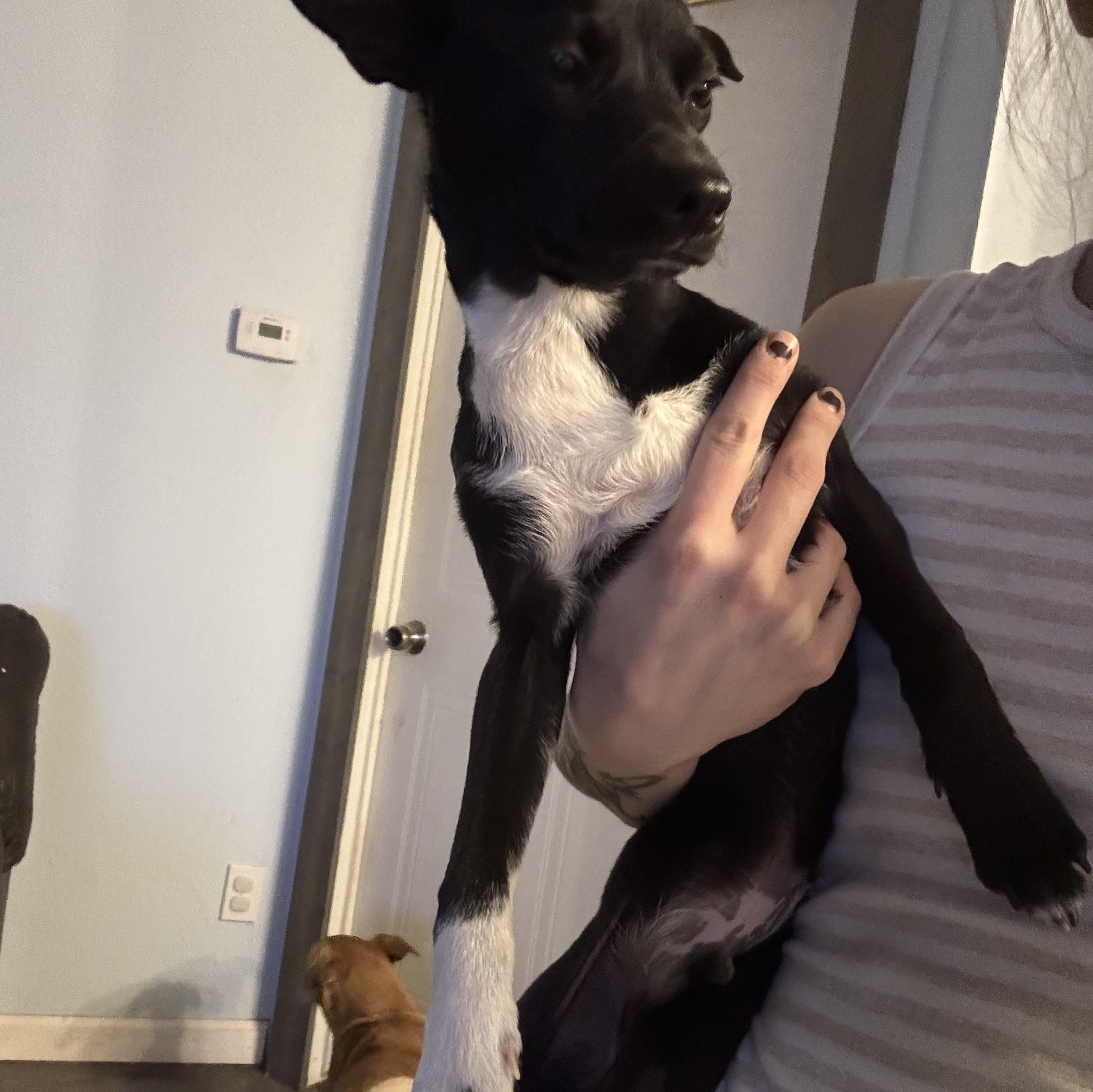 Enlarge Kevin Up, an adoptable mixed breed in Tallahassee, FL image 3/3