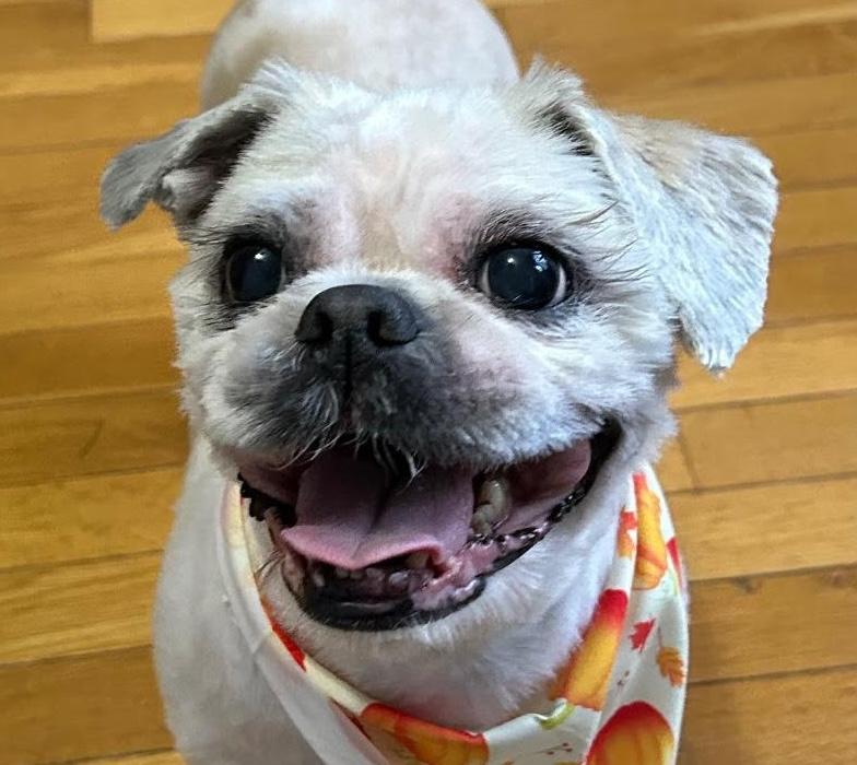 Fender, Adoptable, Senior Male Shih Tzu.