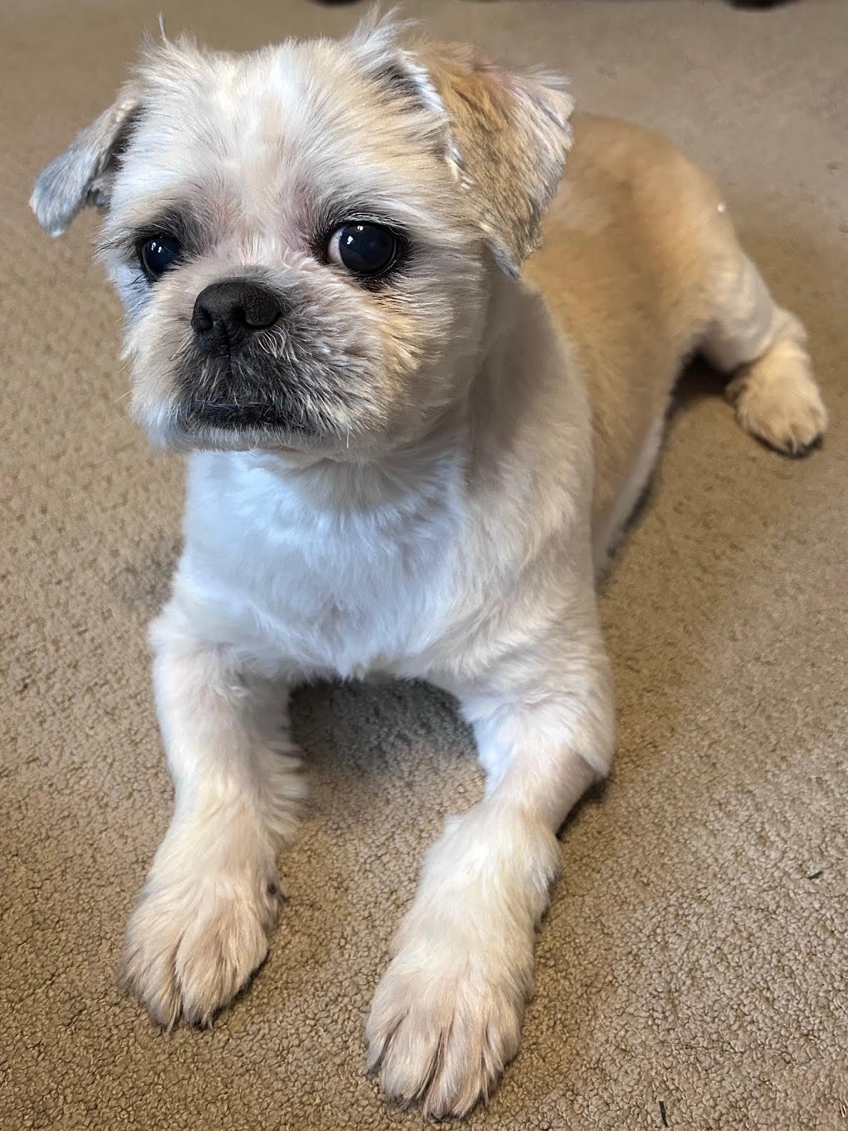 Fender, a Adoptable mixed breed in Cumming, GA image 2/6