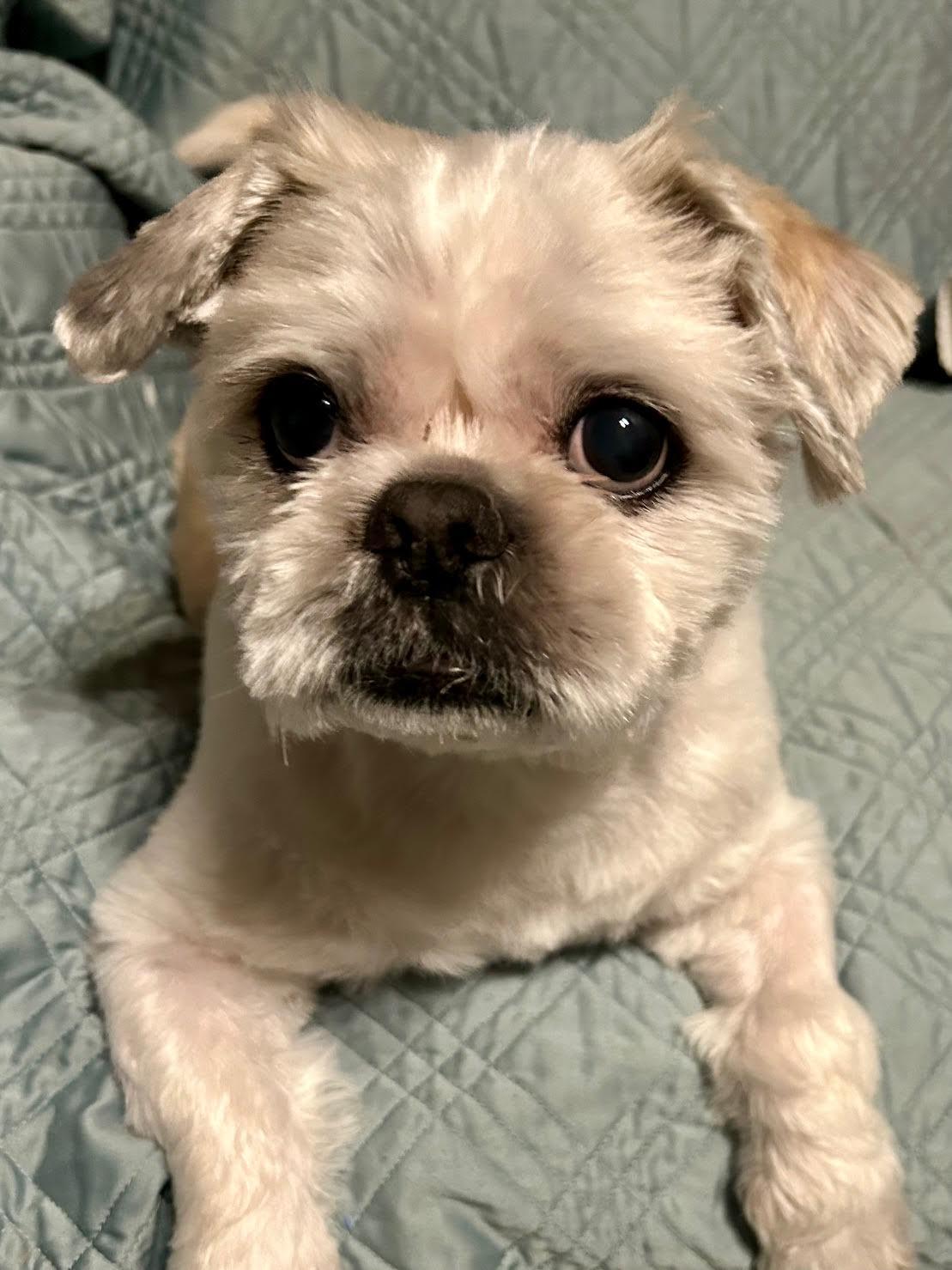 Fender, a Adoptable mixed breed in Cumming, GA image 3/6