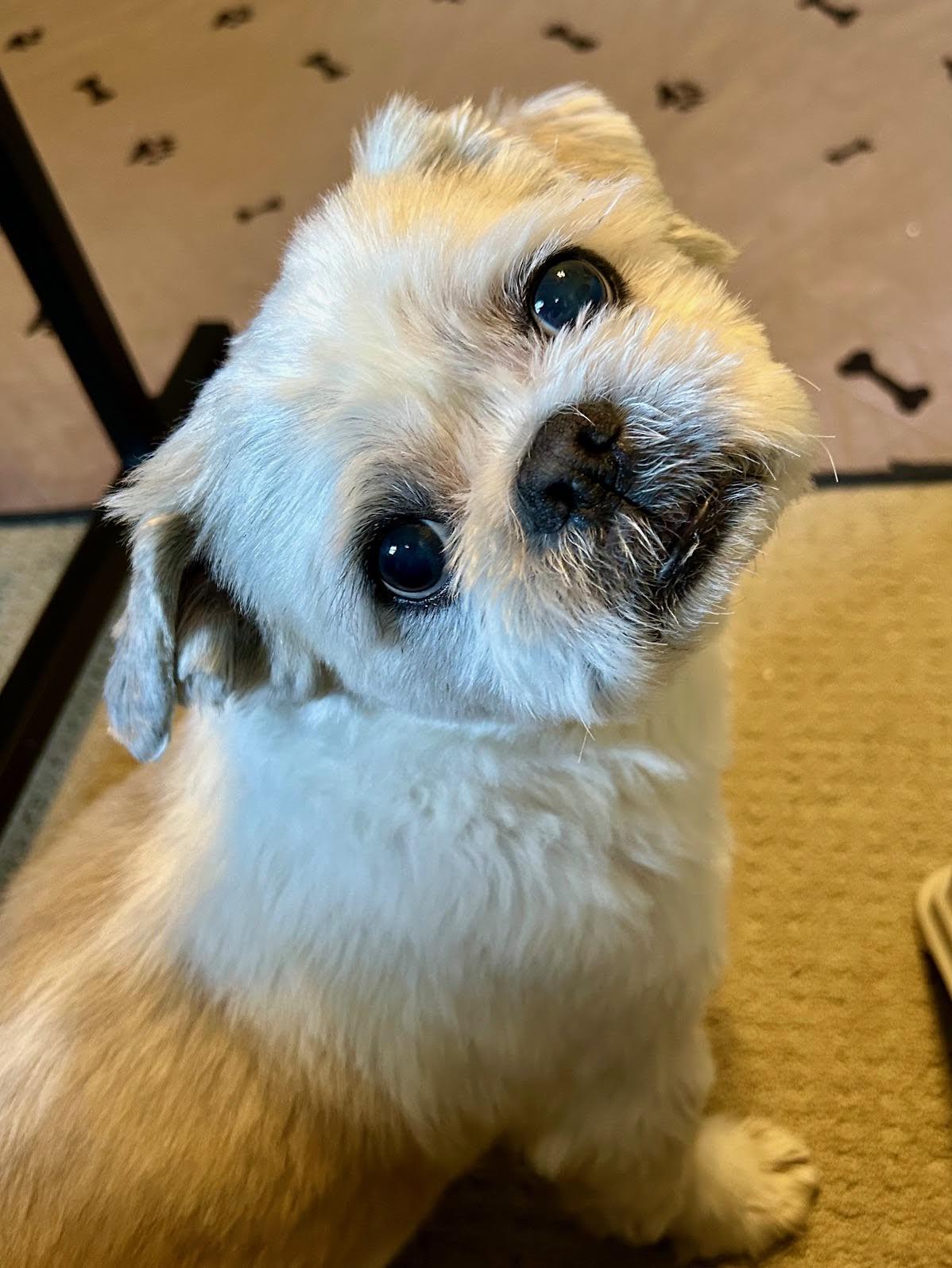 Enlarge Fender, an adopted mixed breed in Cumming, GA image 2/4