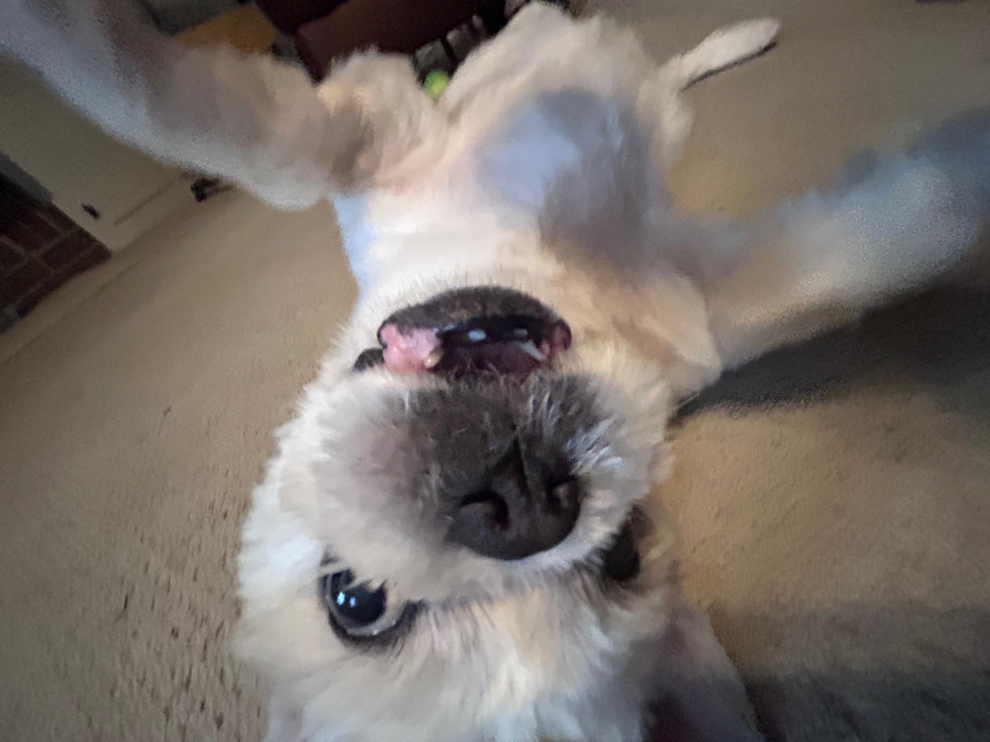 Fender, a Adoptable mixed breed in Cumming, GA image 4/6