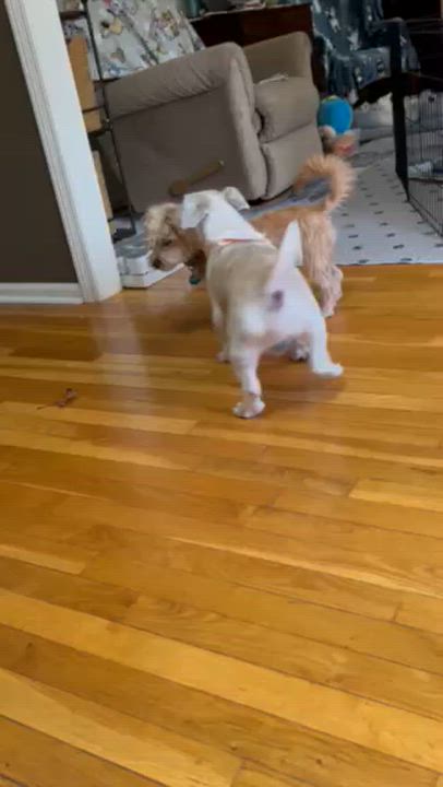 Enlarge Fender, a Adoptable mixed breed in Cumming, GA video 6/6