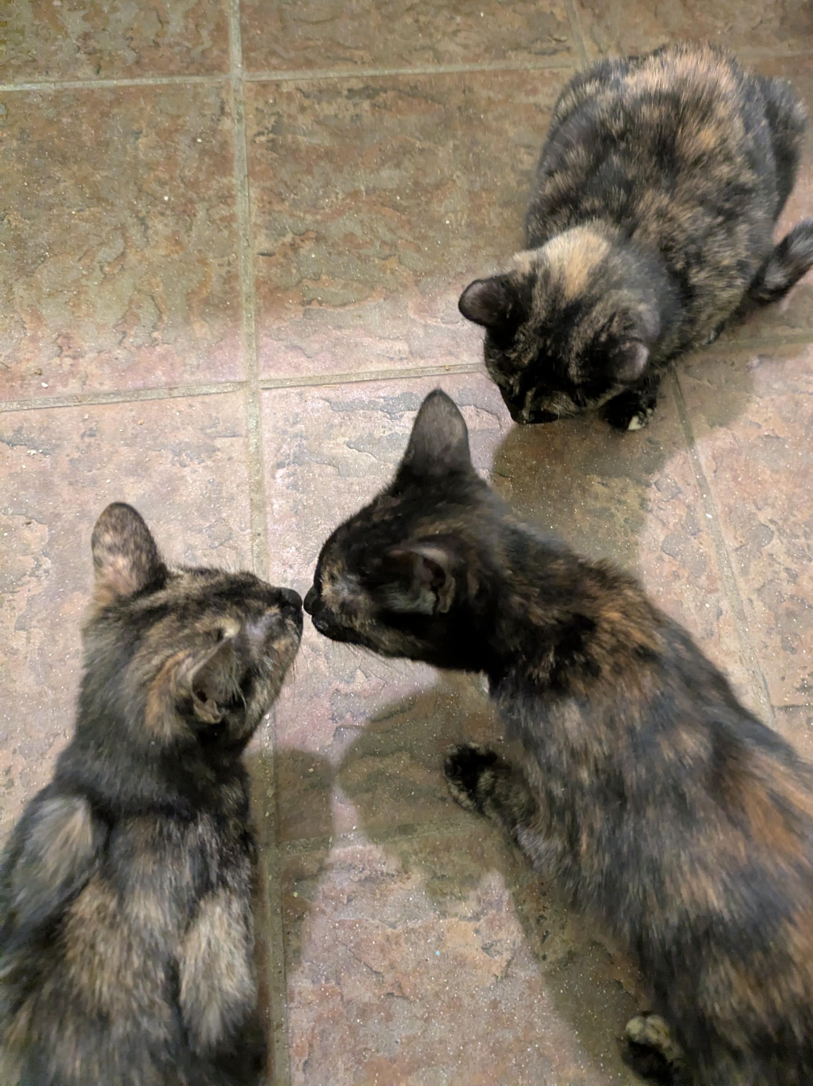 Purrtle Beach, a Adoptable Tortoiseshell in Malden, MA image 3/4