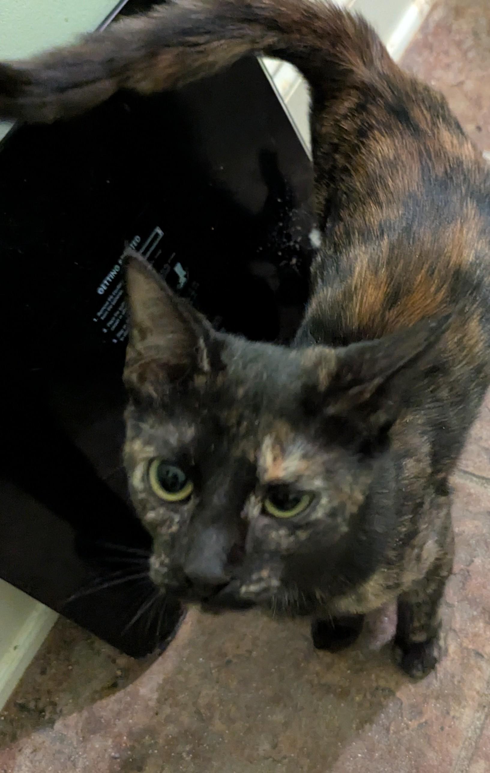 Purrtle Beach, a Adoptable Tortoiseshell in Malden, MA image 2/4