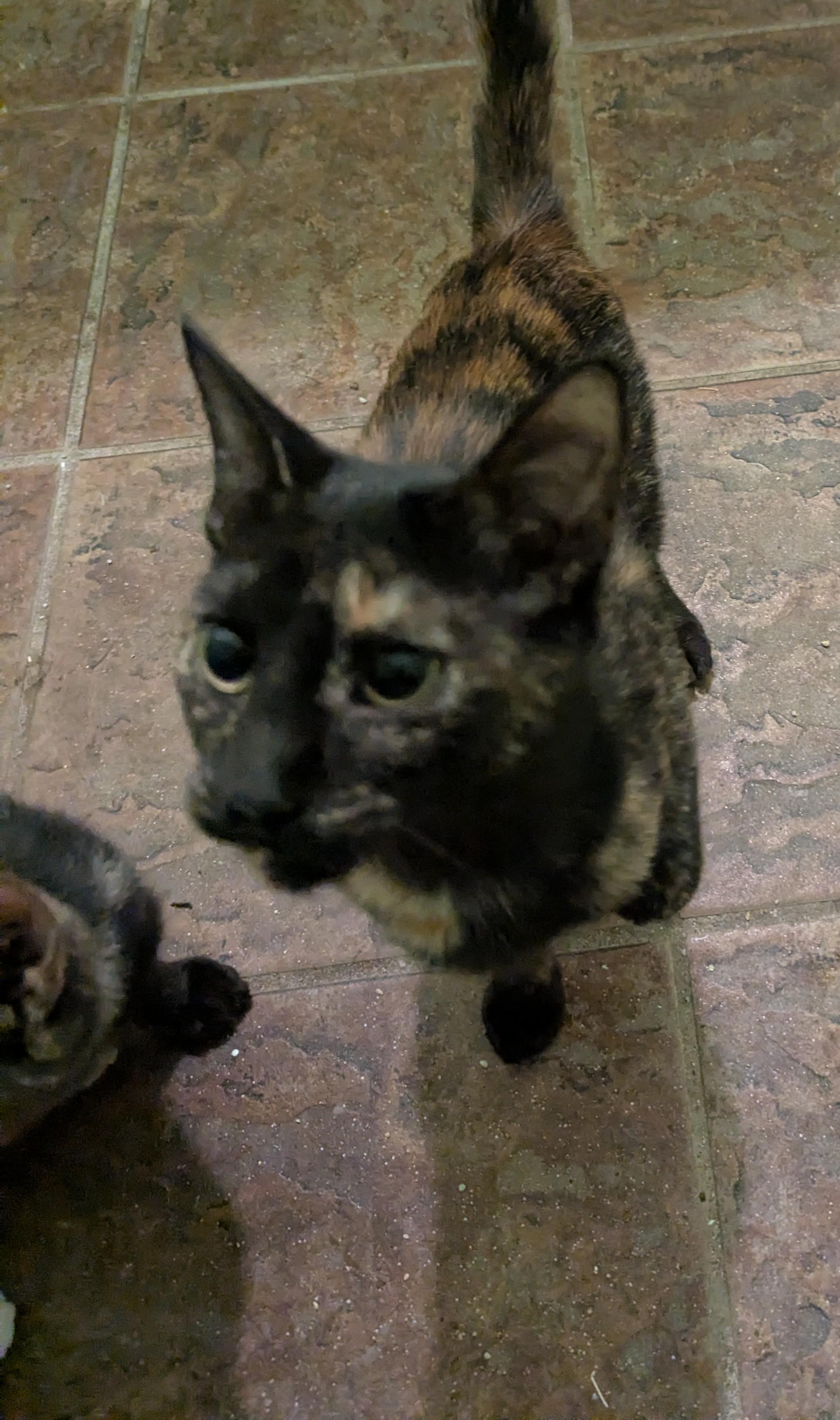 Purrtle Beach, a Adoptable Tortoiseshell in Malden, MA image 4/4