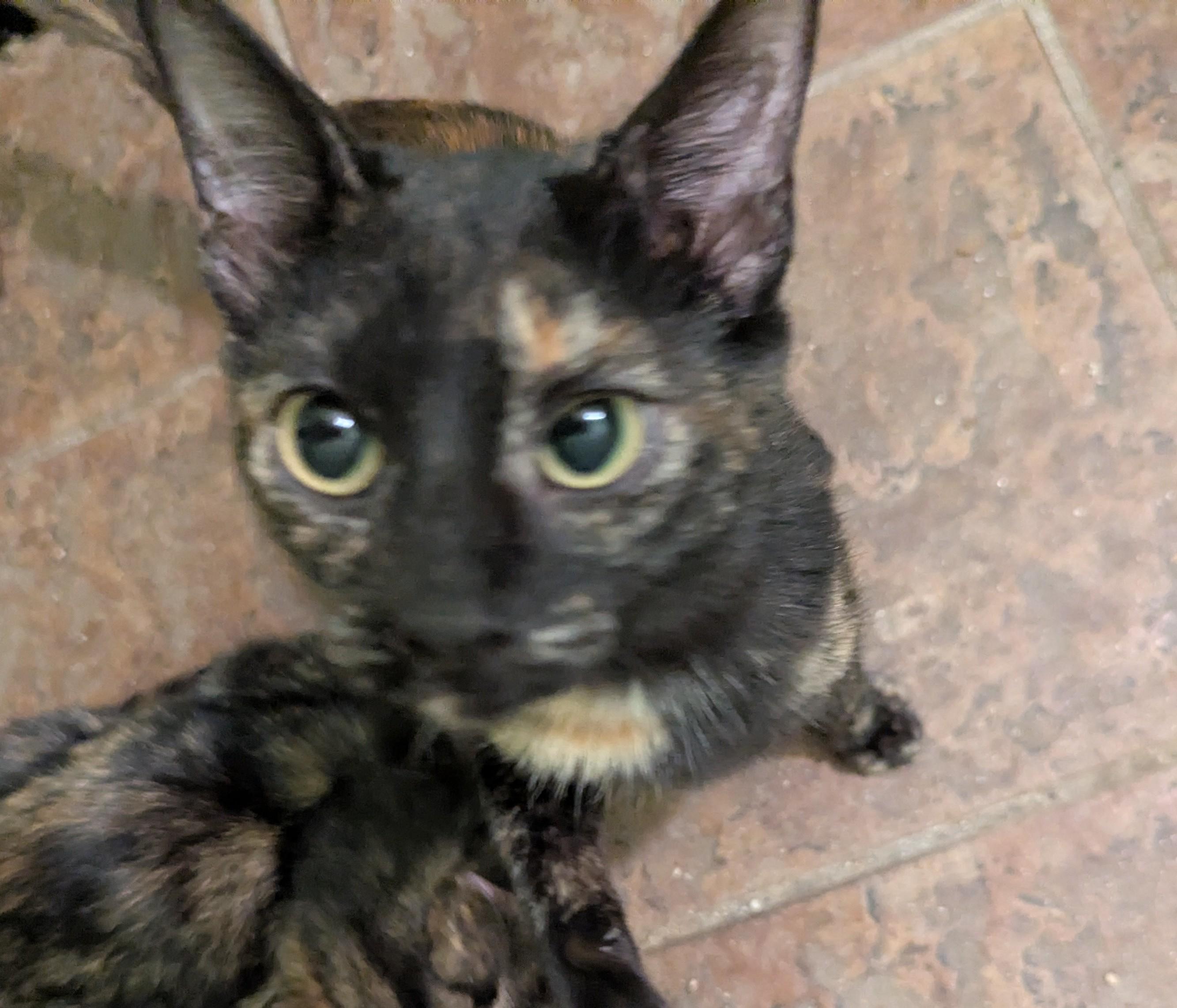 Purrtle Beach, Adoptable, Kitten Female Tortoiseshell.