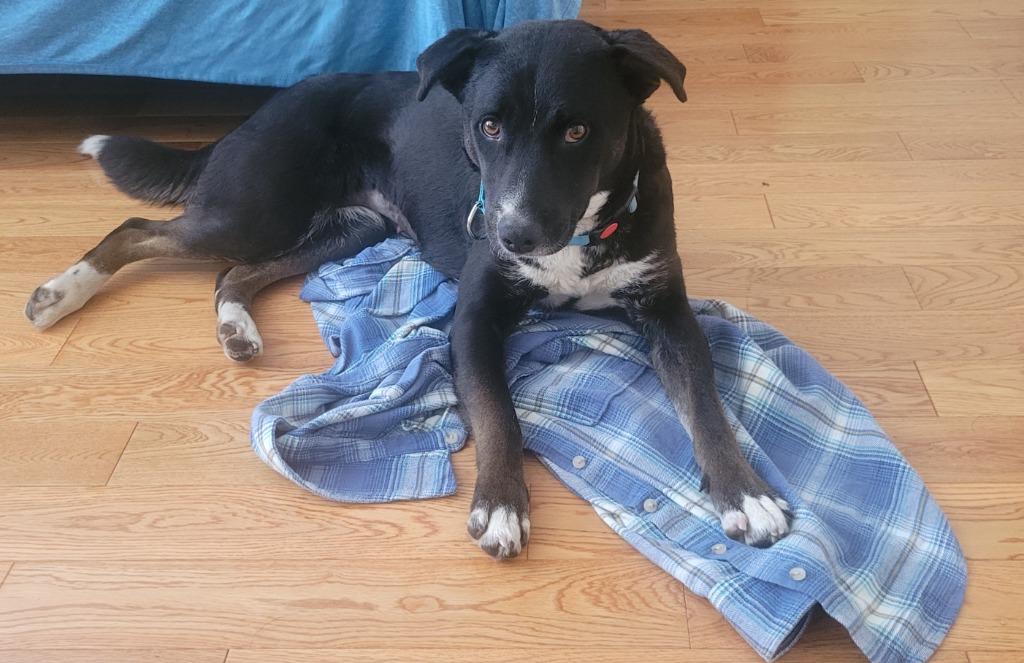 Missy Carson, Adopted, Young Female Mixed Breed.