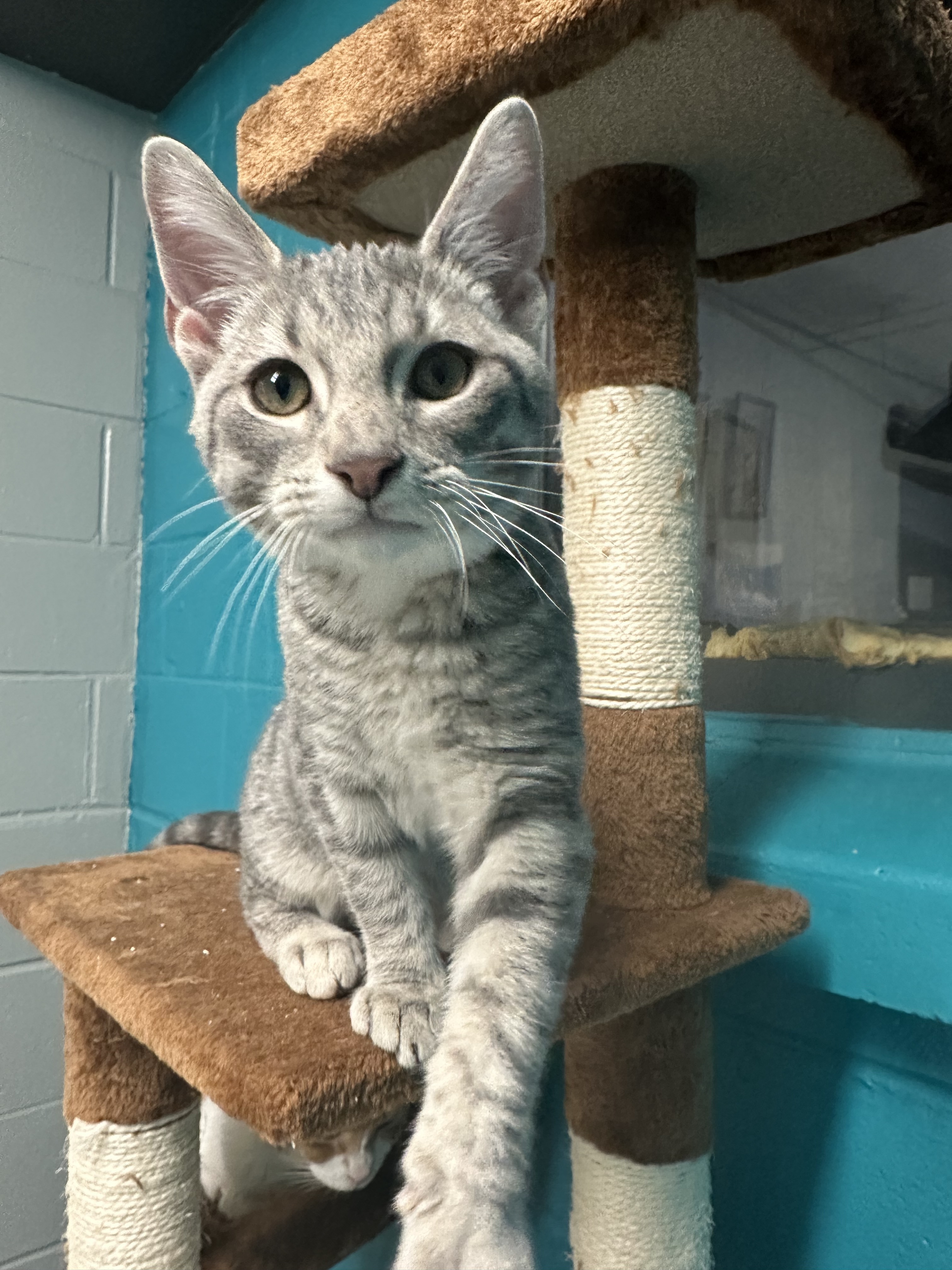 Enlarge Grape, a Adopted Domestic Short Hair in Indianapolis, IN image 1/6