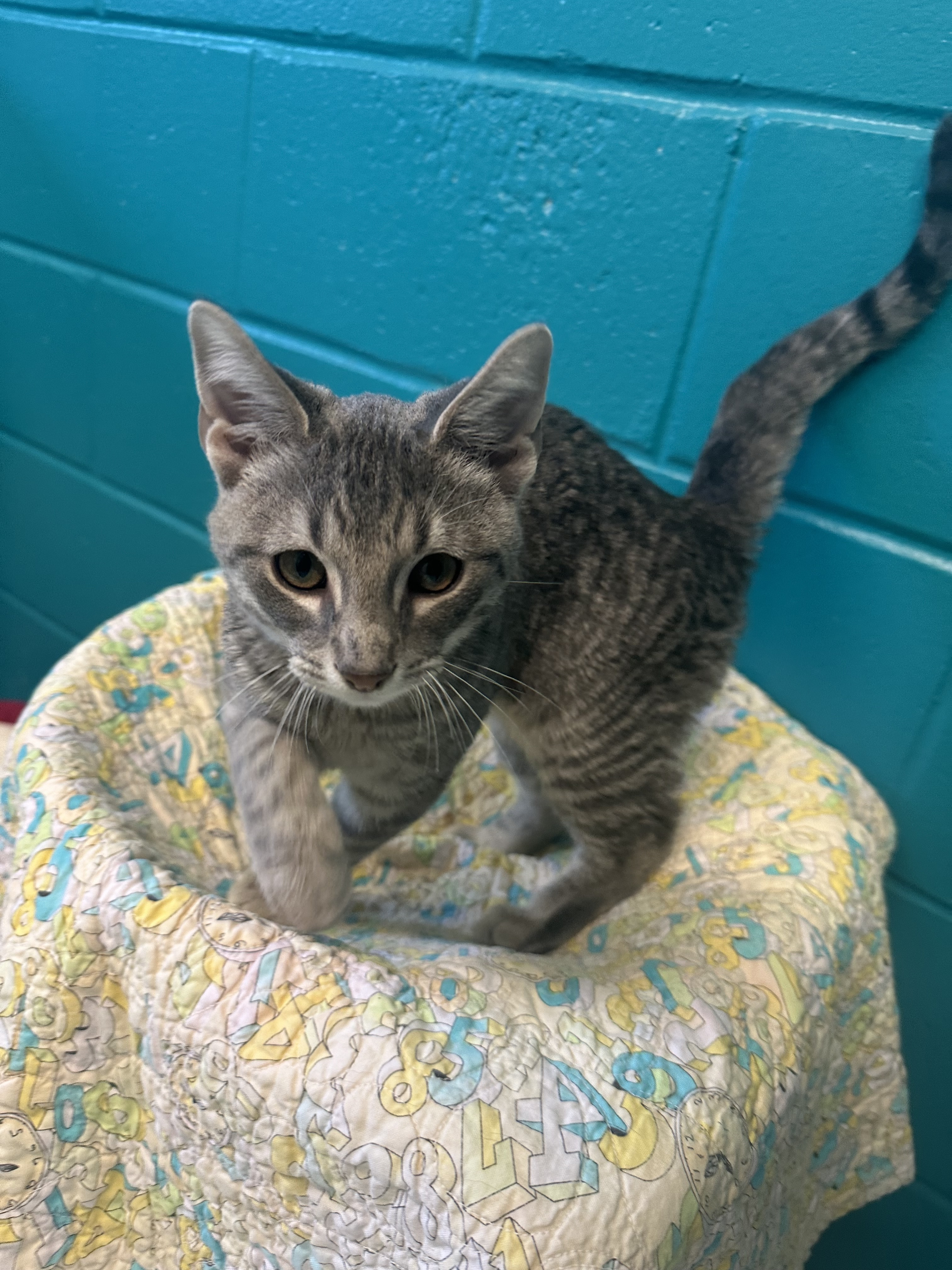 Enlarge Grape, a Adopted Domestic Short Hair in Indianapolis, IN image 2/6