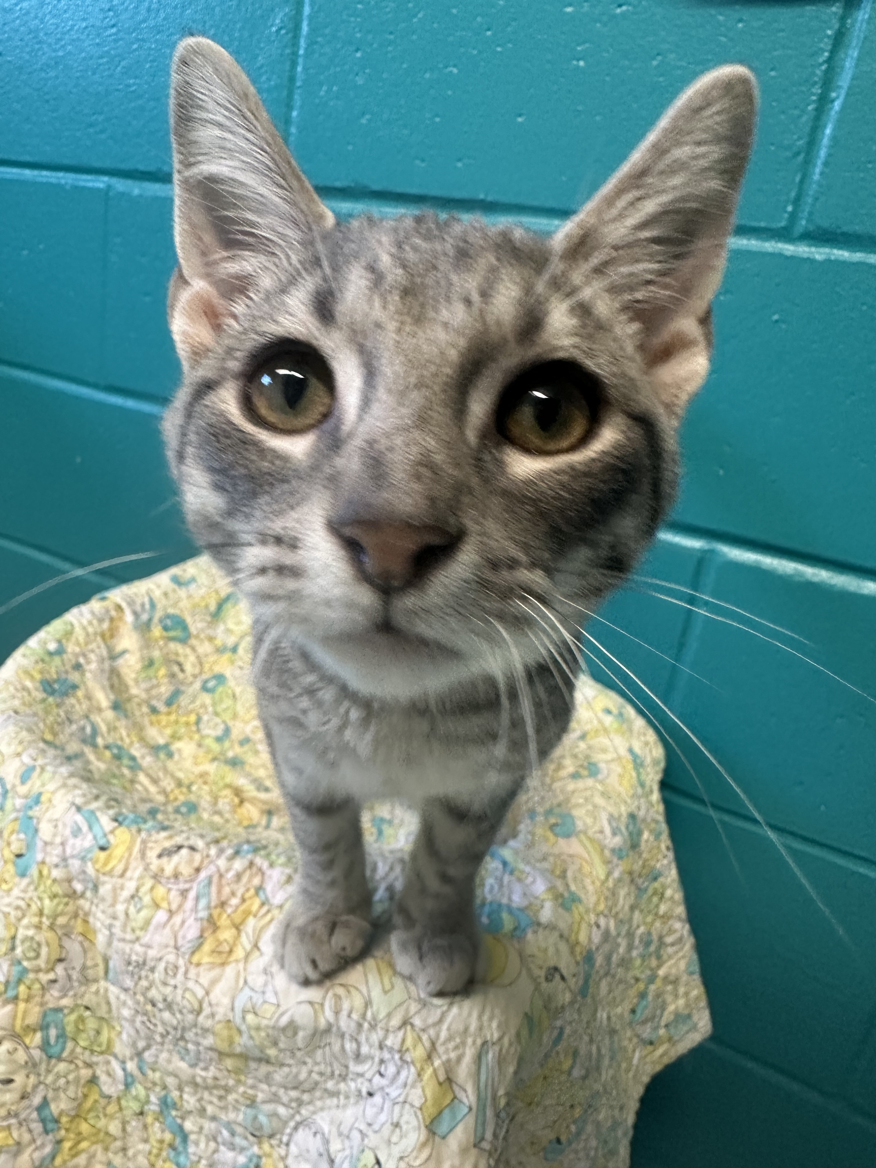 Enlarge Grape, a Adopted Domestic Short Hair in Indianapolis, IN image 3/6