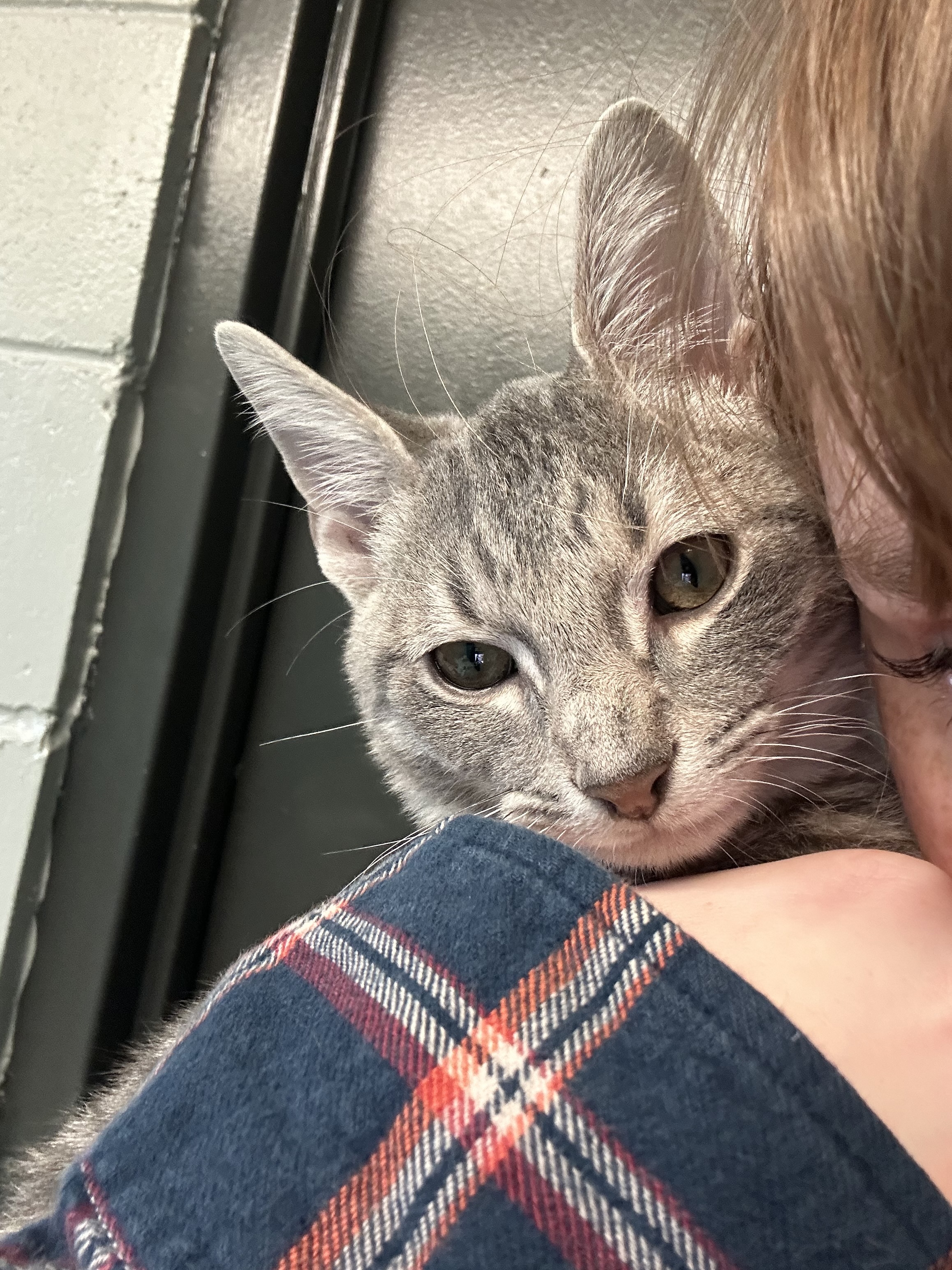 Enlarge Grape, a Adopted Domestic Short Hair in Indianapolis, IN image 4/6